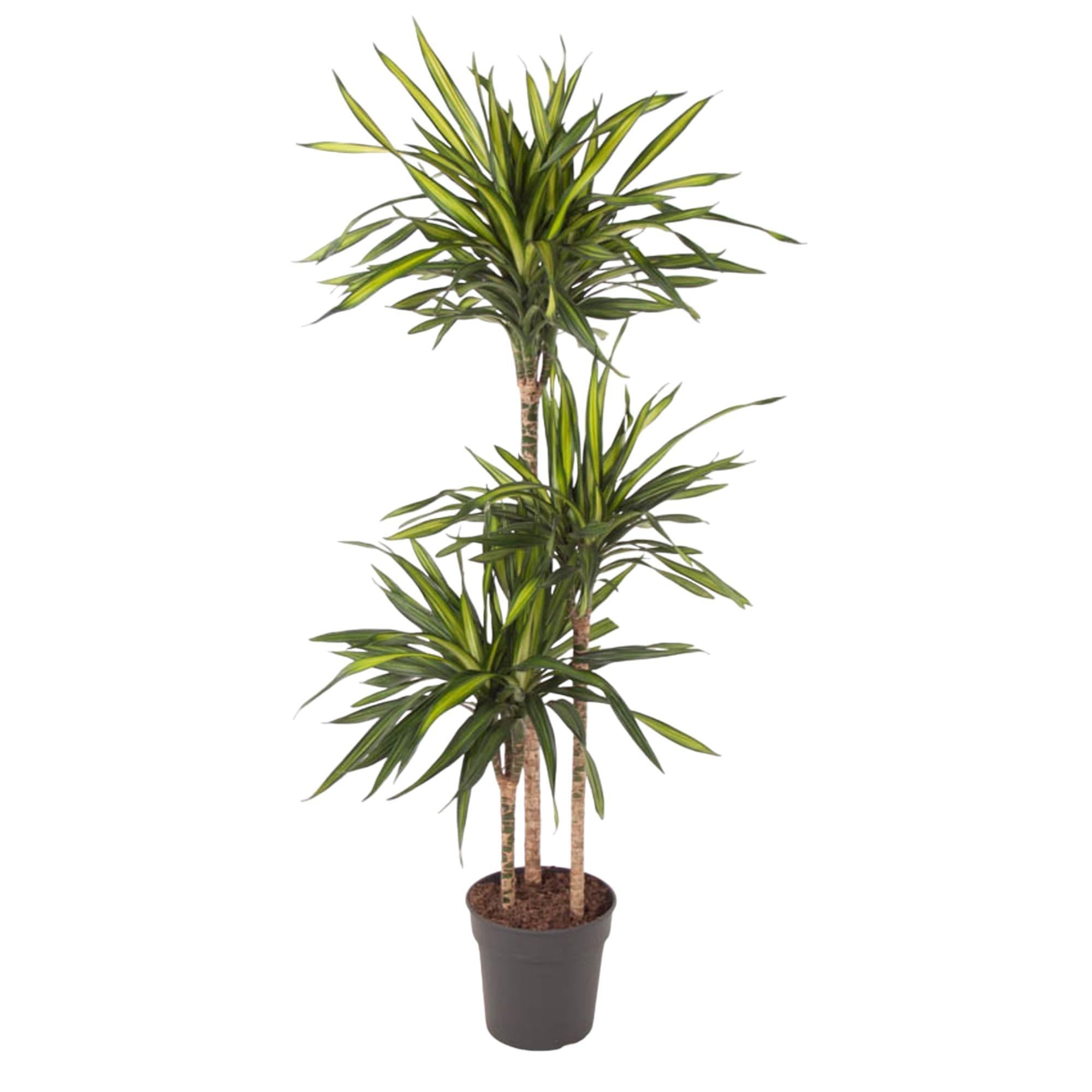 Drachenbaum Riki - Dracaena Riki - 140 cm - ø24