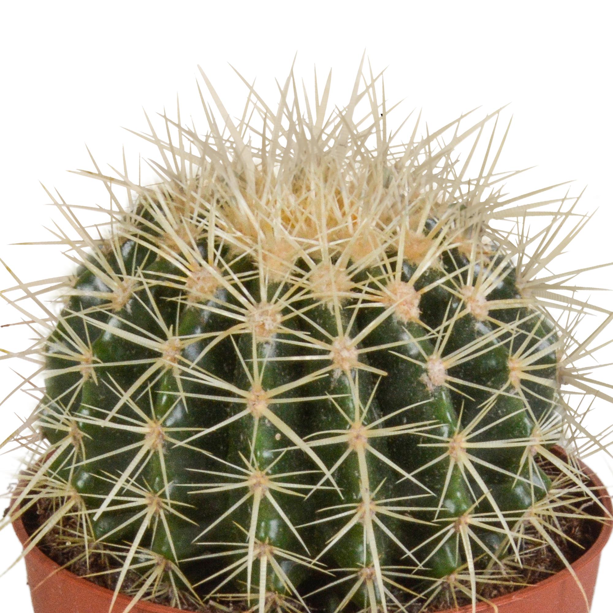 Schwiegermutterstuhl Kaktus  - Echinocactus grusonii - 12cm