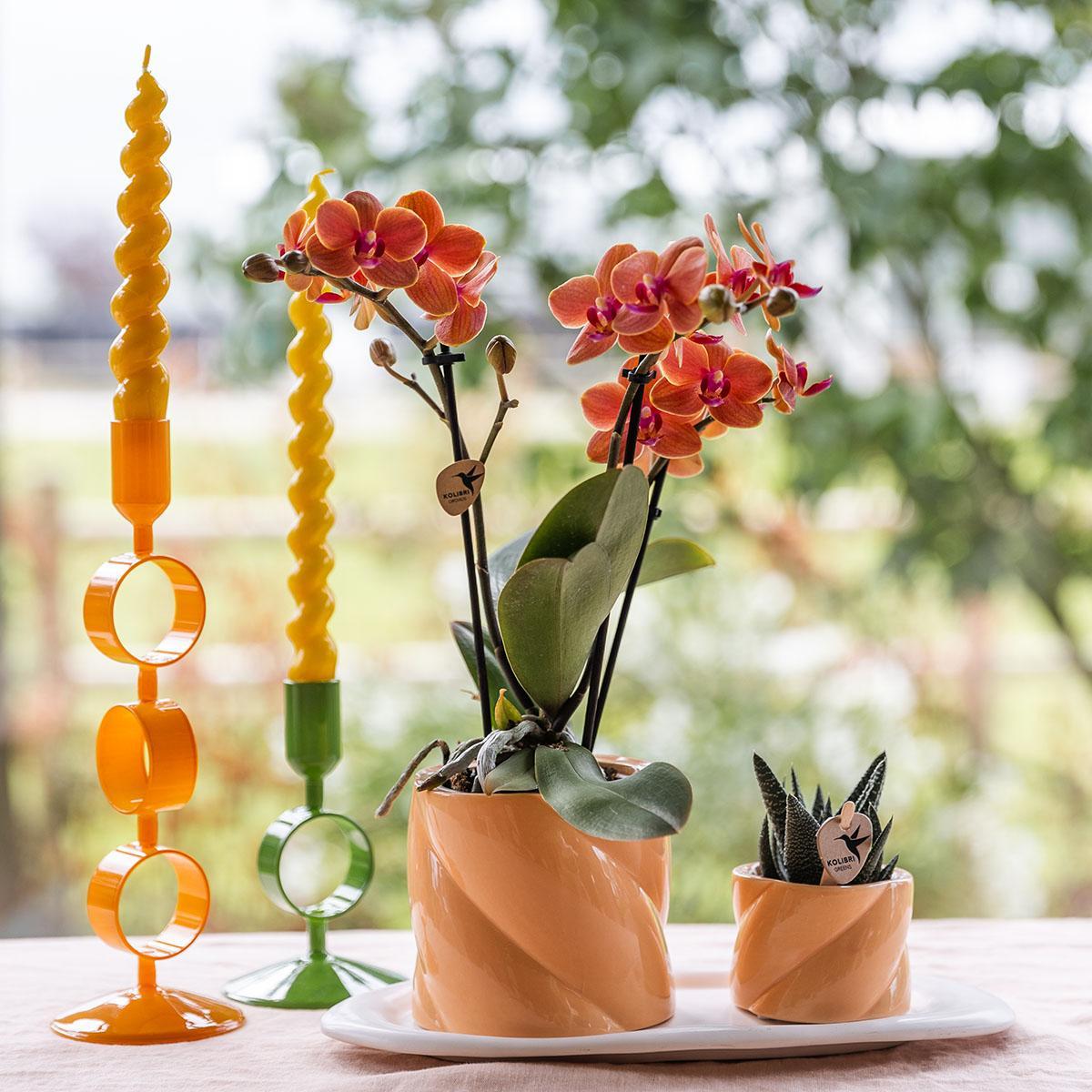 Kolibrie-orchideeën | Cadeauset optimisme kleine perzik | Groene plant met oranje Phalaenopsis orchidee in snoep decoratieve potten op witte biologische lade