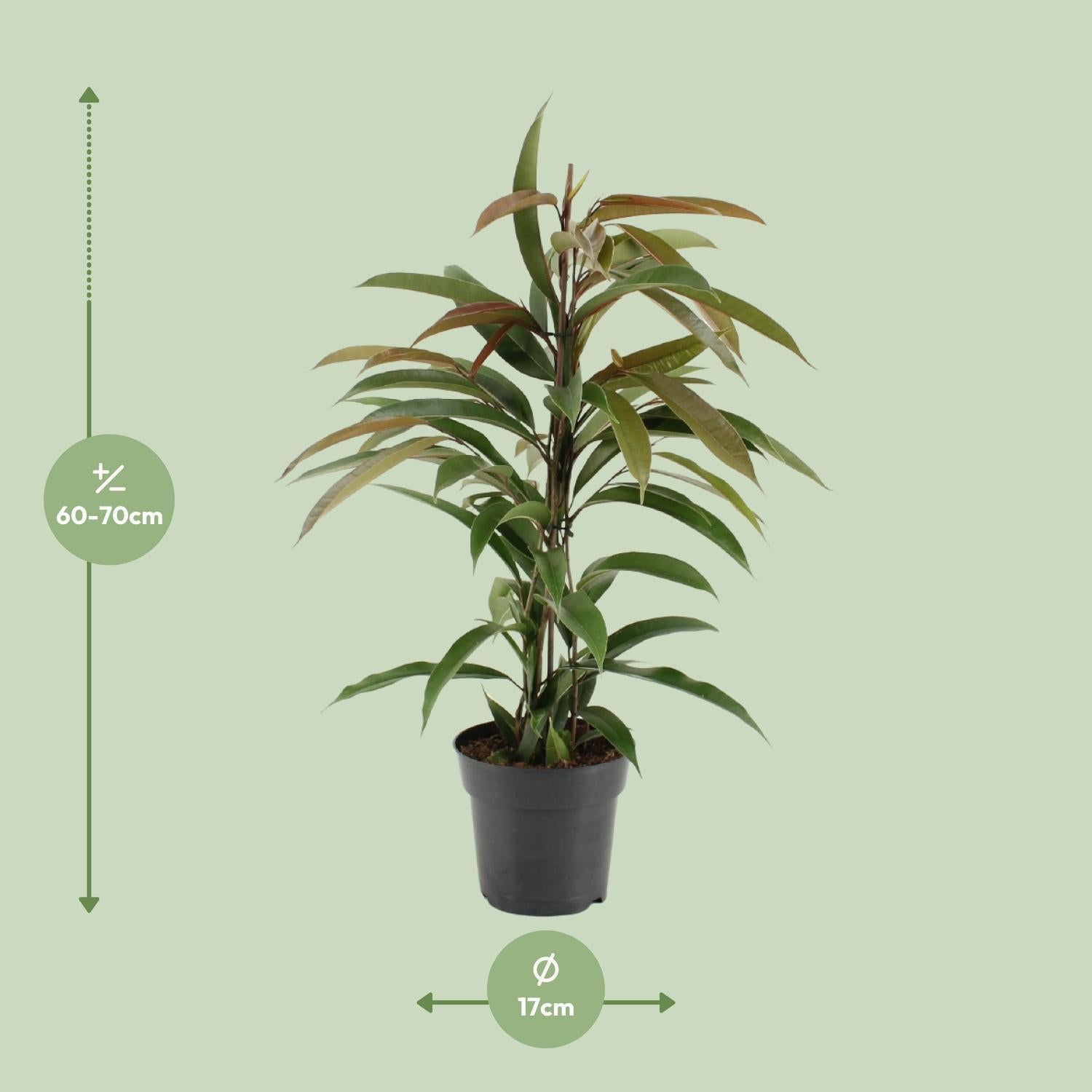 Schmalblättriger Gummibaum - Ficus Binnendijkii Amstel King - Ø17cm - ↕70cm