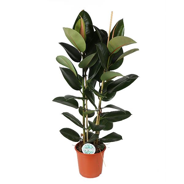 Gummibaum Ficus Elastica Robusta Ø24cm - ↕110cm