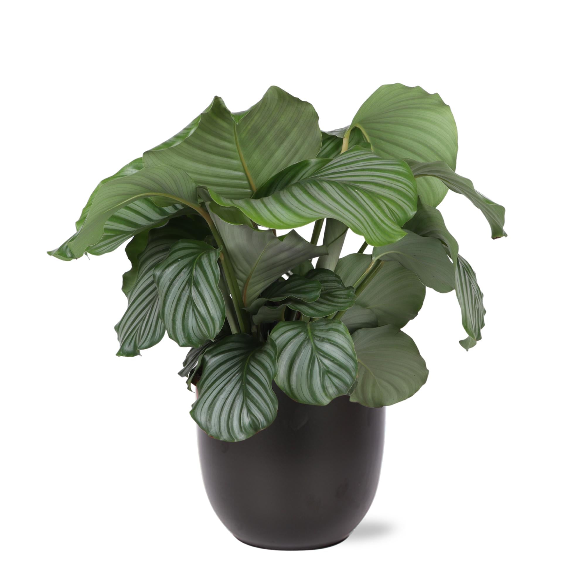 Gebetspflanze  - Calathea Orbifolia - Ø21cm - ↕70cm in BOULE Topf antraciet