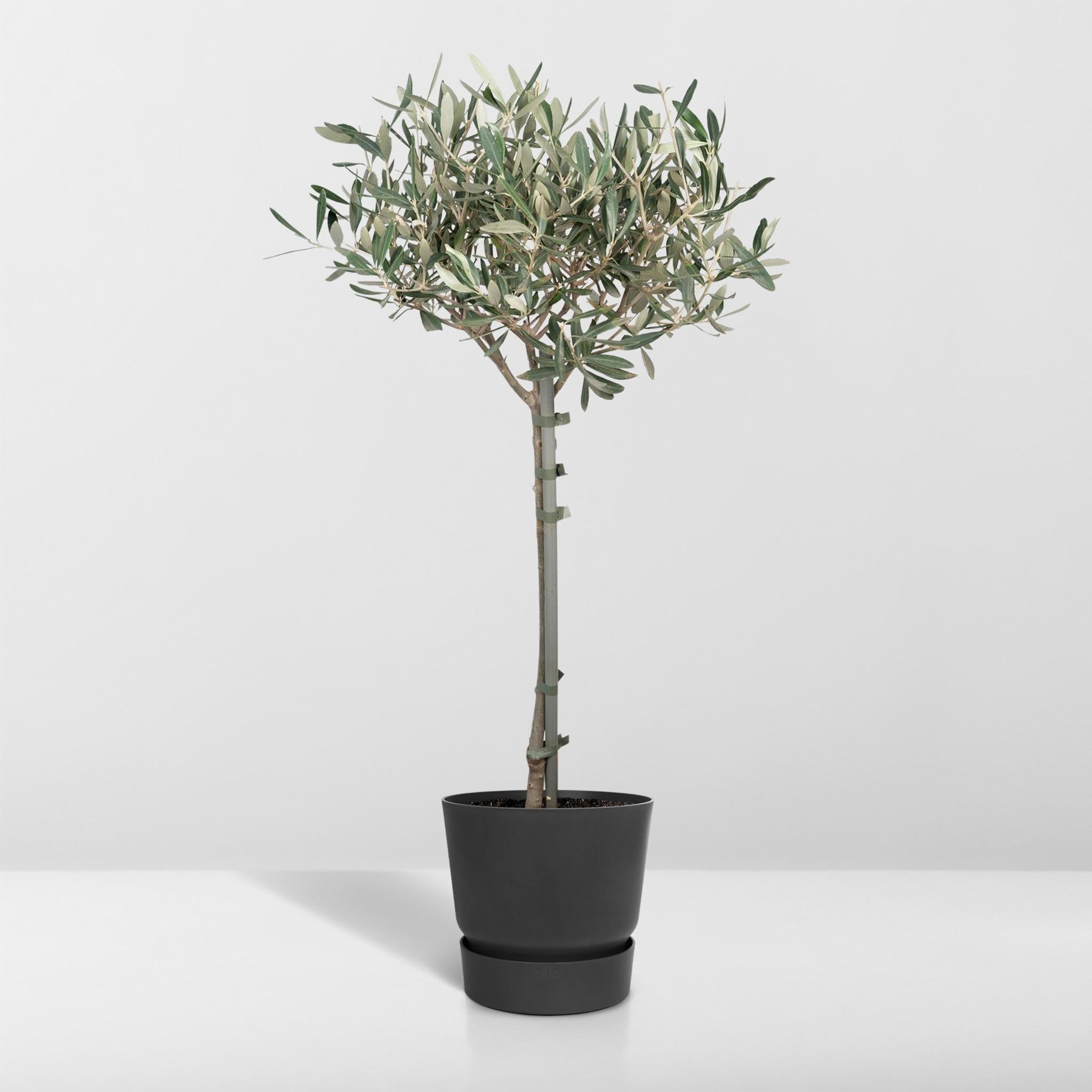 Olivenbaum - Olea - Ø19cm - ↕90cm