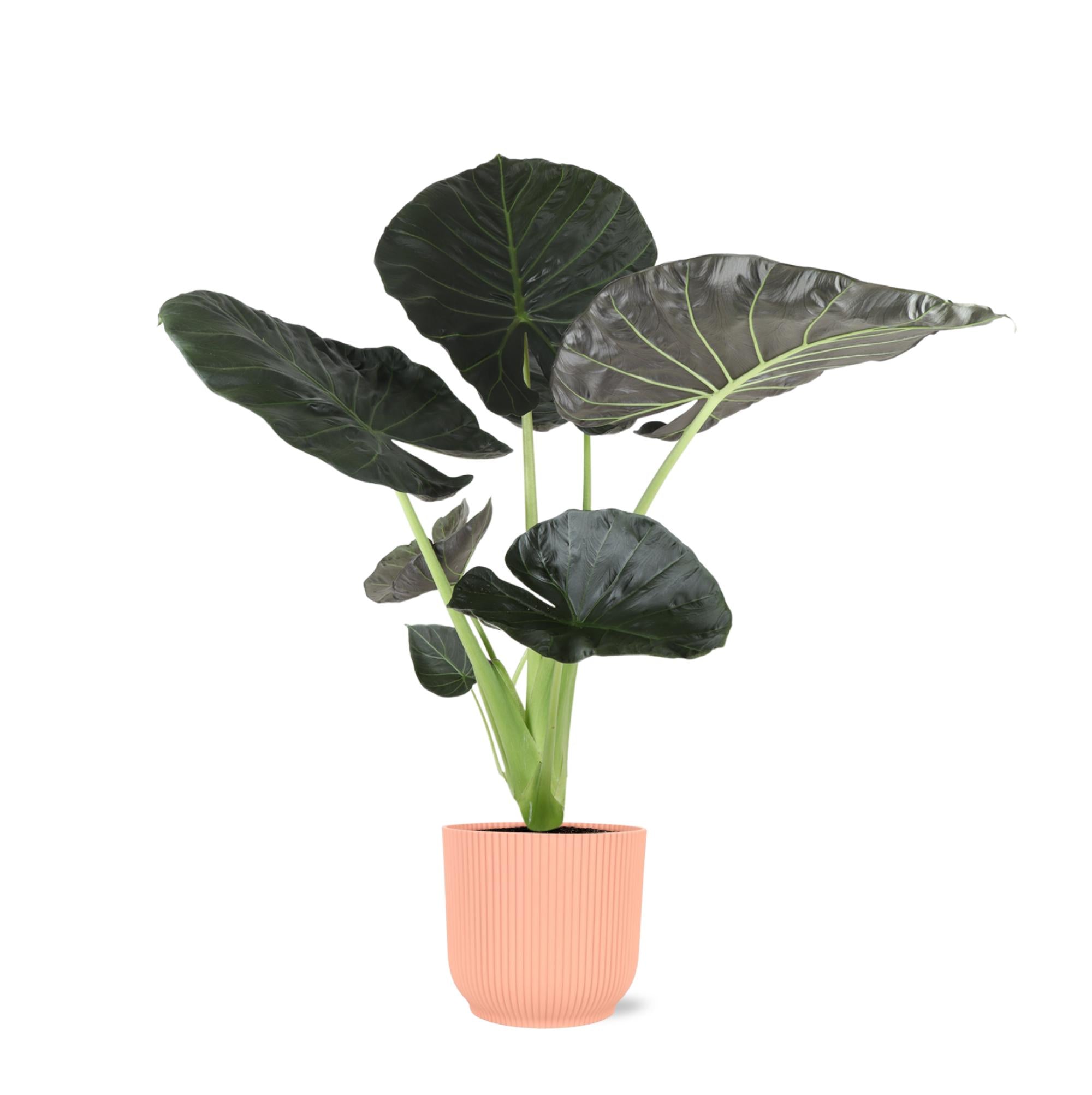 Elefantenohr - Alocasia Regal Shield Ø21cm - ↕100cm im Vibes PINK Topf