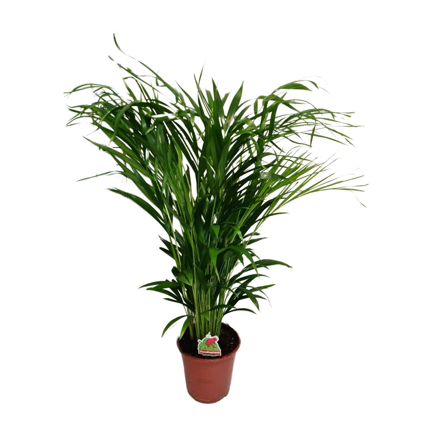 Arecapalme - Dypsis Lutescens - Ø19cm - ↕80cm