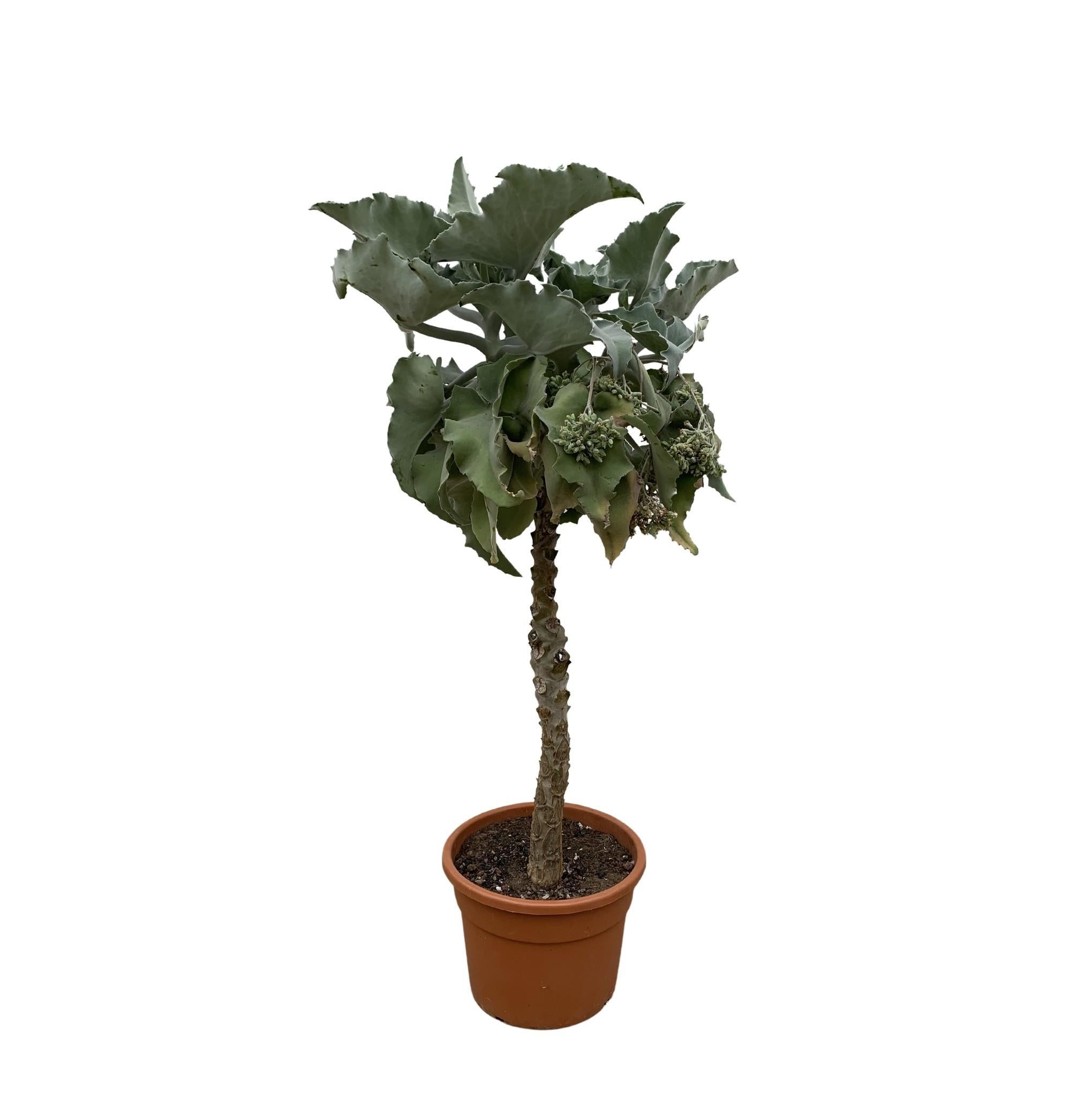 Kalanchoë Beharensis Baum - 180 cm - ø45