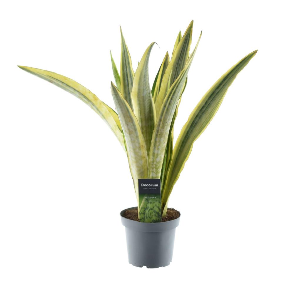 Sansevieria Aubrytniana Lauren - Ø14cm - ↕50cm