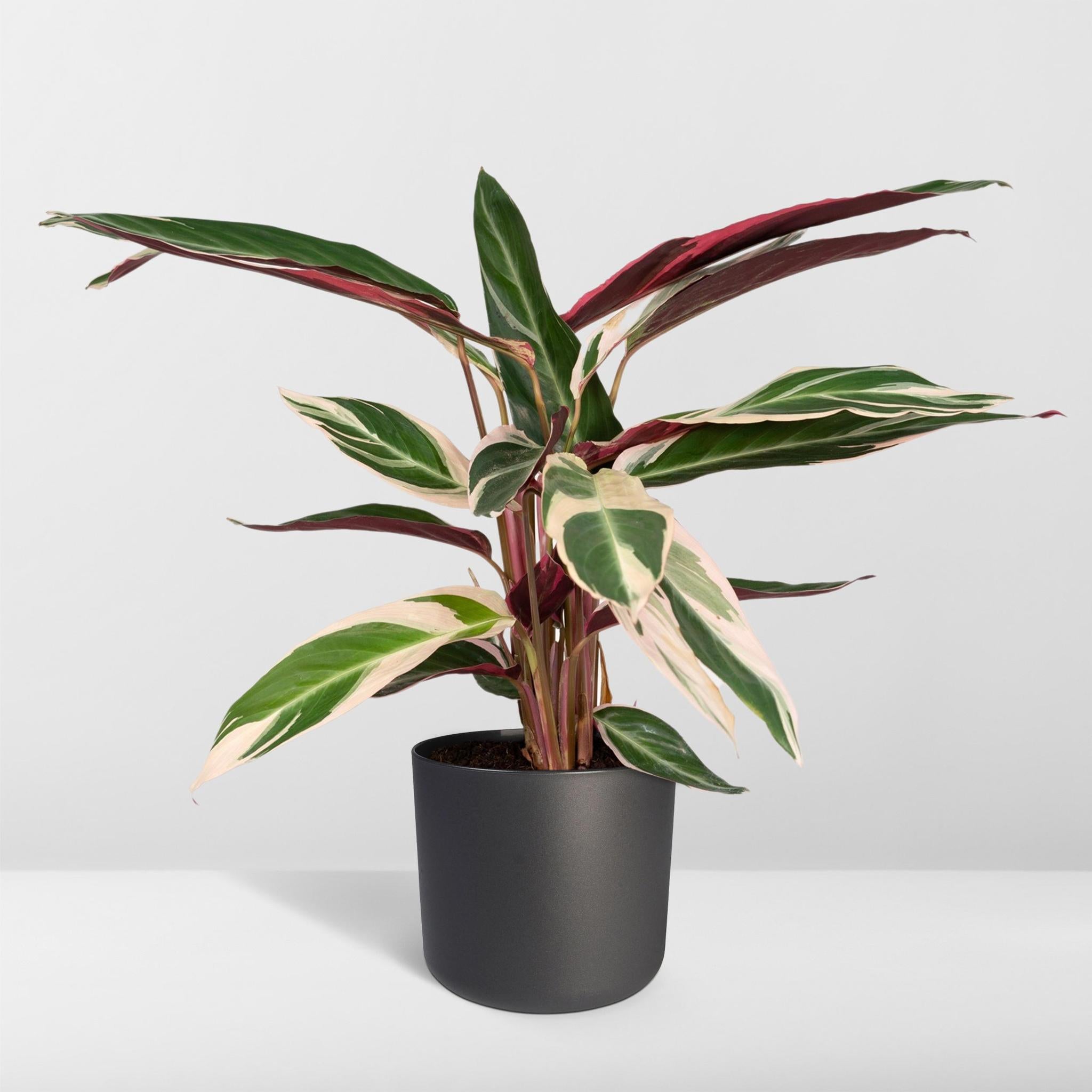 Pfauenpflanze - Calathea Triostar - 70cm - Ø19