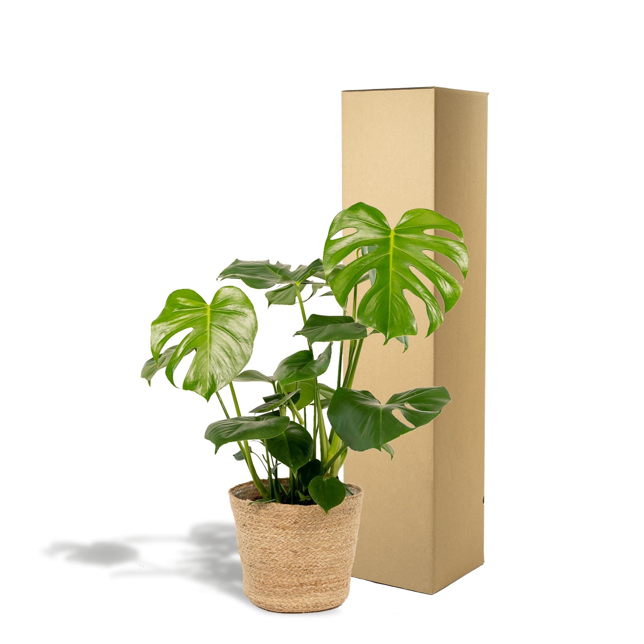 Schweizer Käsepflanze - Monstera Deliciosa + Körbchen Selin - ↨80cm - Ø21cm