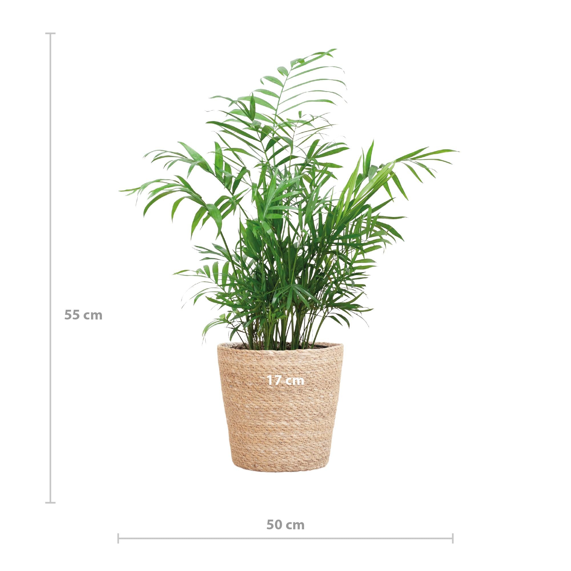 Mexikanische Bergpalme - Chamadorea Elegans mit Sofia-Korb natur  - 55cm - Ø17