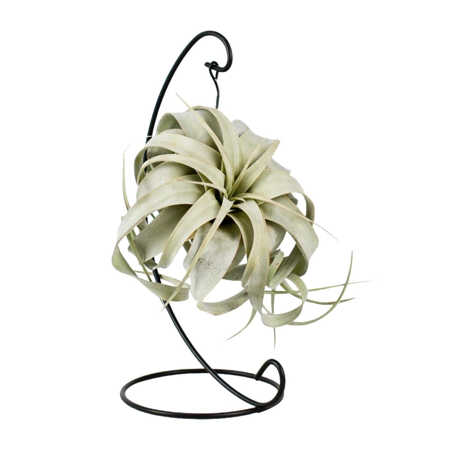 Bromelie-Luftpflanze - Tillandsia King Xero mit Hängegestell aus Metall - Ø12cm - ↕23cm