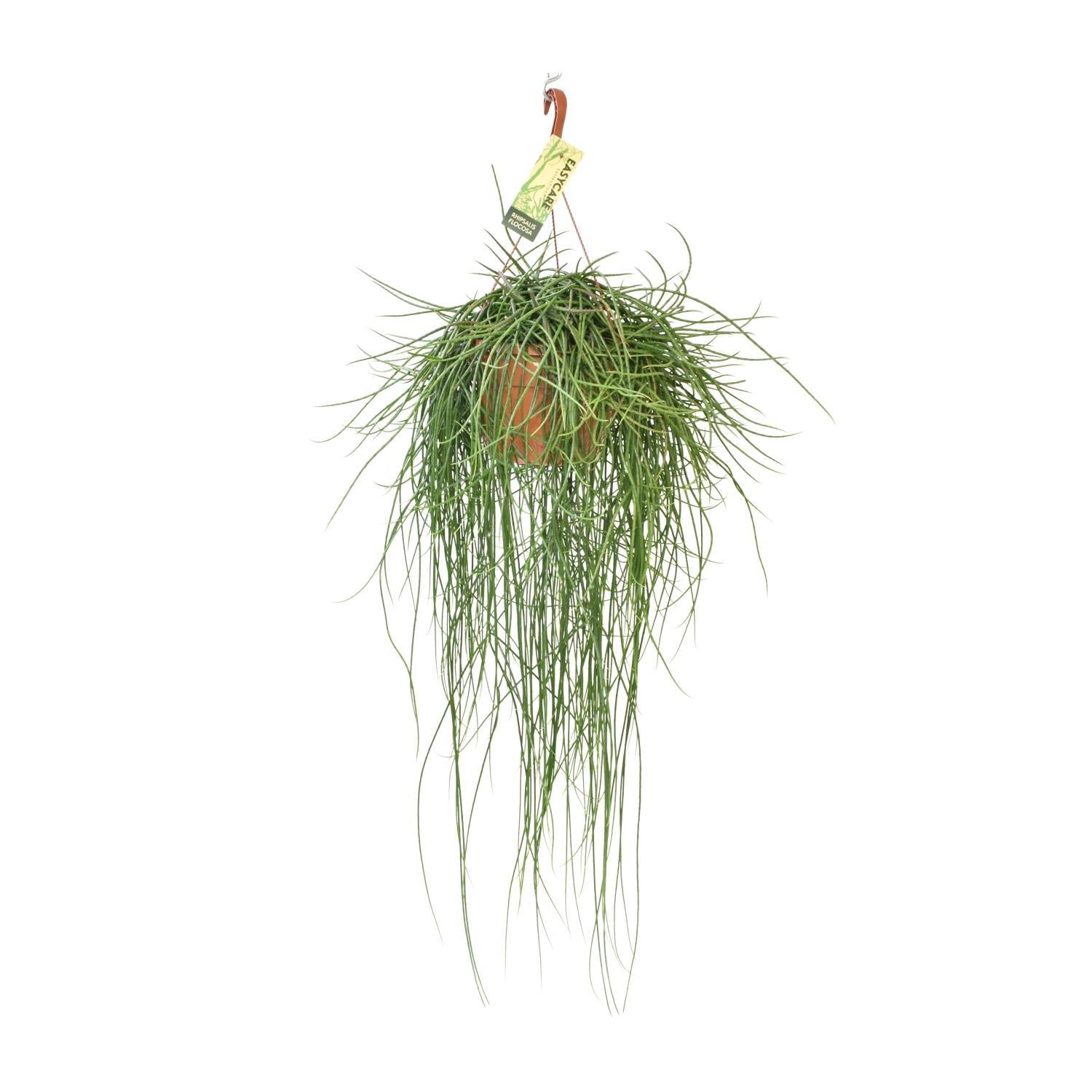 Rhipsalis Floccosa - Ø21cm - ↕70cm