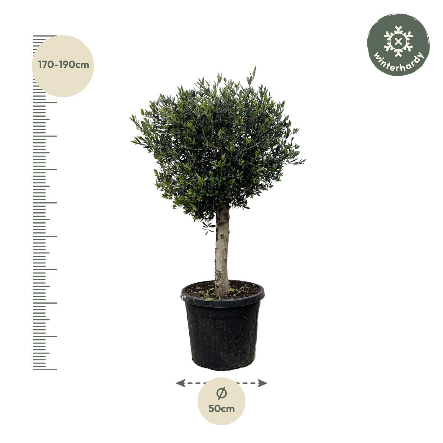 Olea Europaea Lorc - 180cm - Ø50