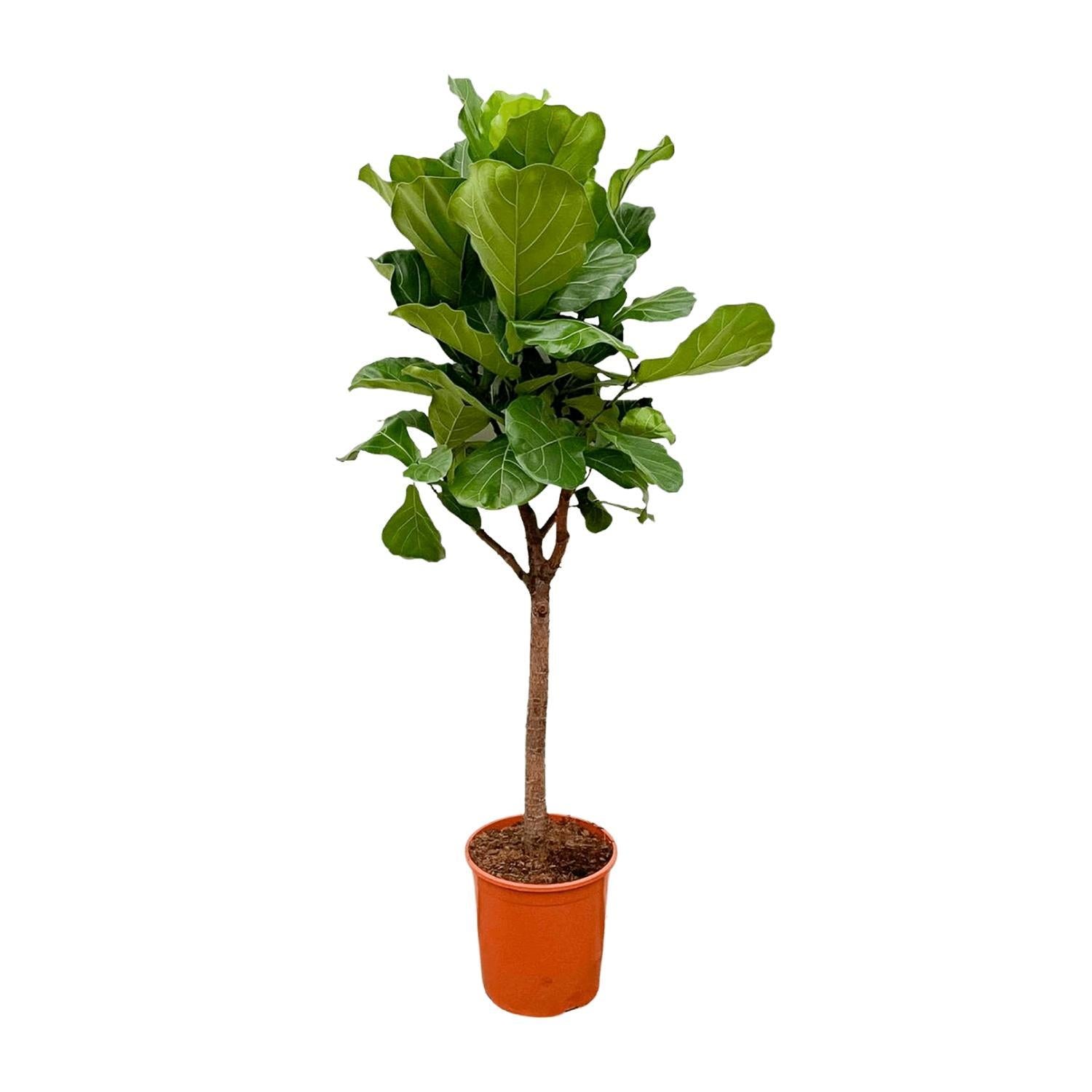 Geigenfeige - Ficus Lyrata Baum - 180cm - ⌀30