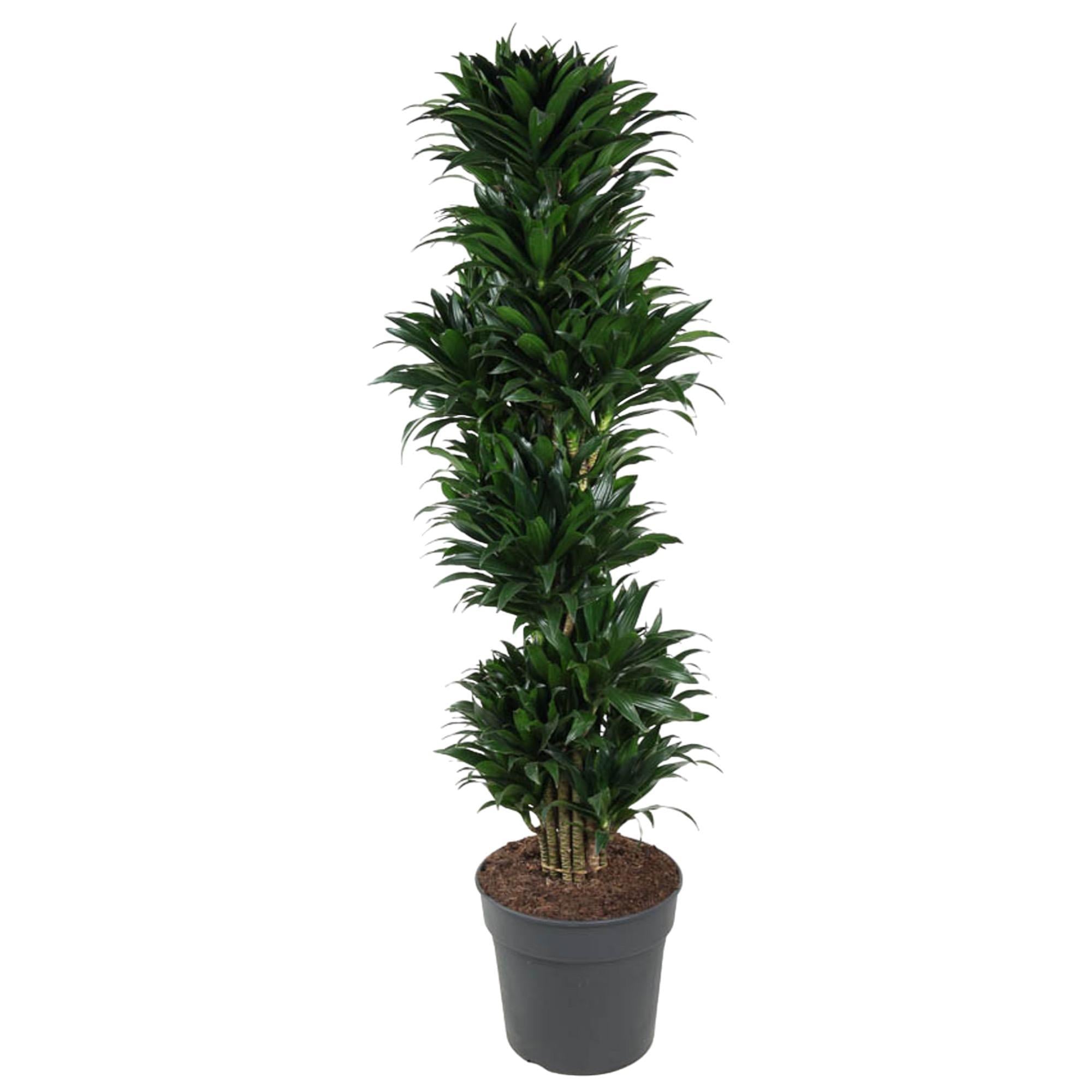 Drachenbaum Janet Craig Compacta - Dracaena Janet Craig Compactat - 170 cm - ø34