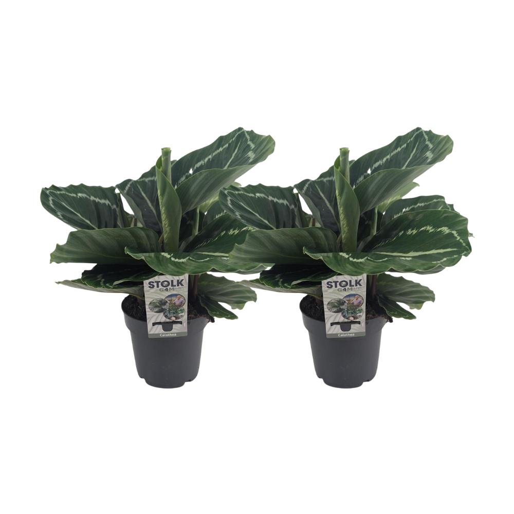 Calathea Roseopicta Groen - 2 stuks - Ø14cm - ↕40cm