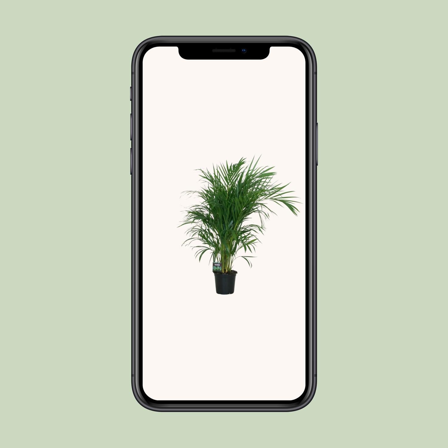 Arecapalme  Dypsis Lutescens -  Ø19cm - ↕100cm