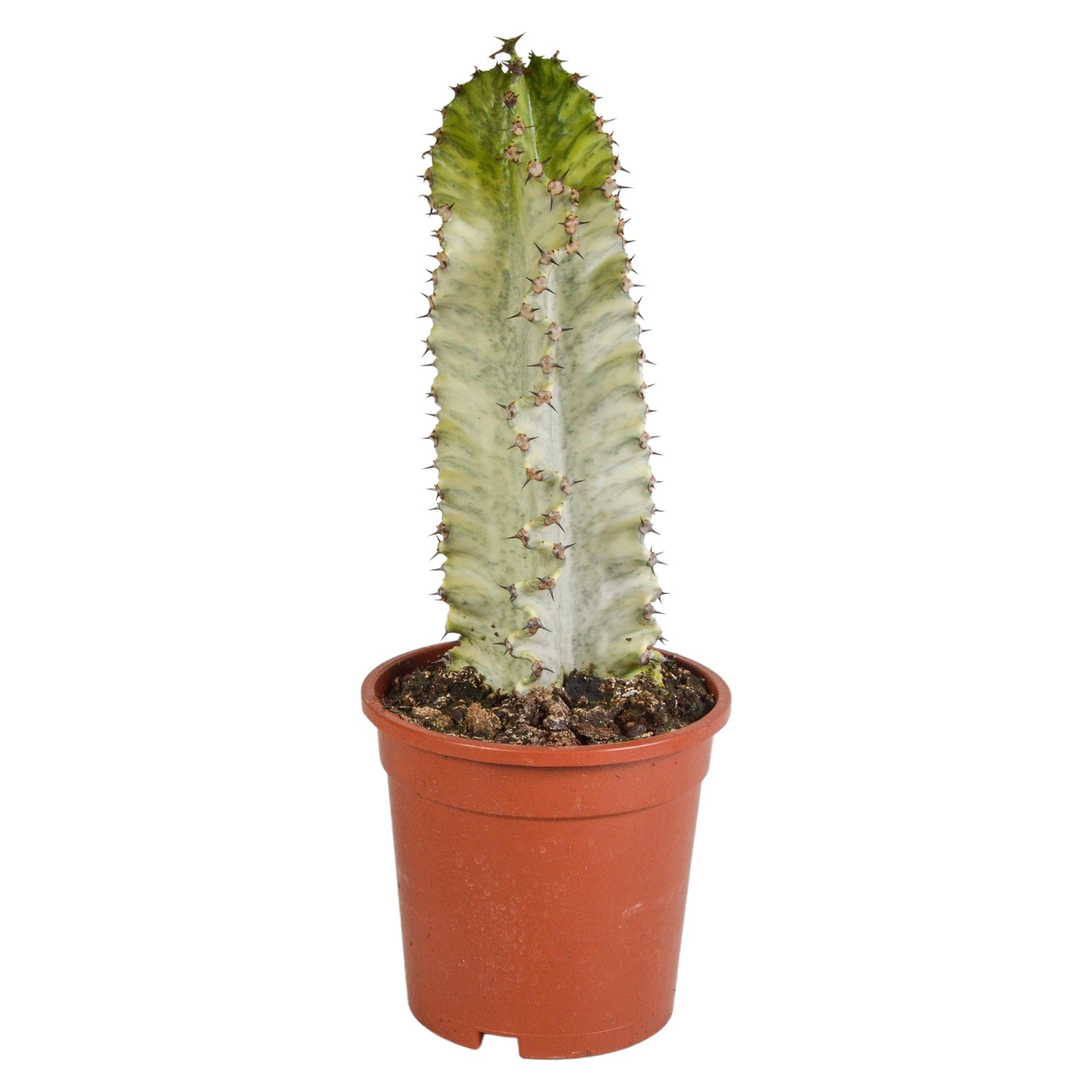 Säulenkaktus Marmor-Euphorbie - Euphorbia marmorata - 17 cm