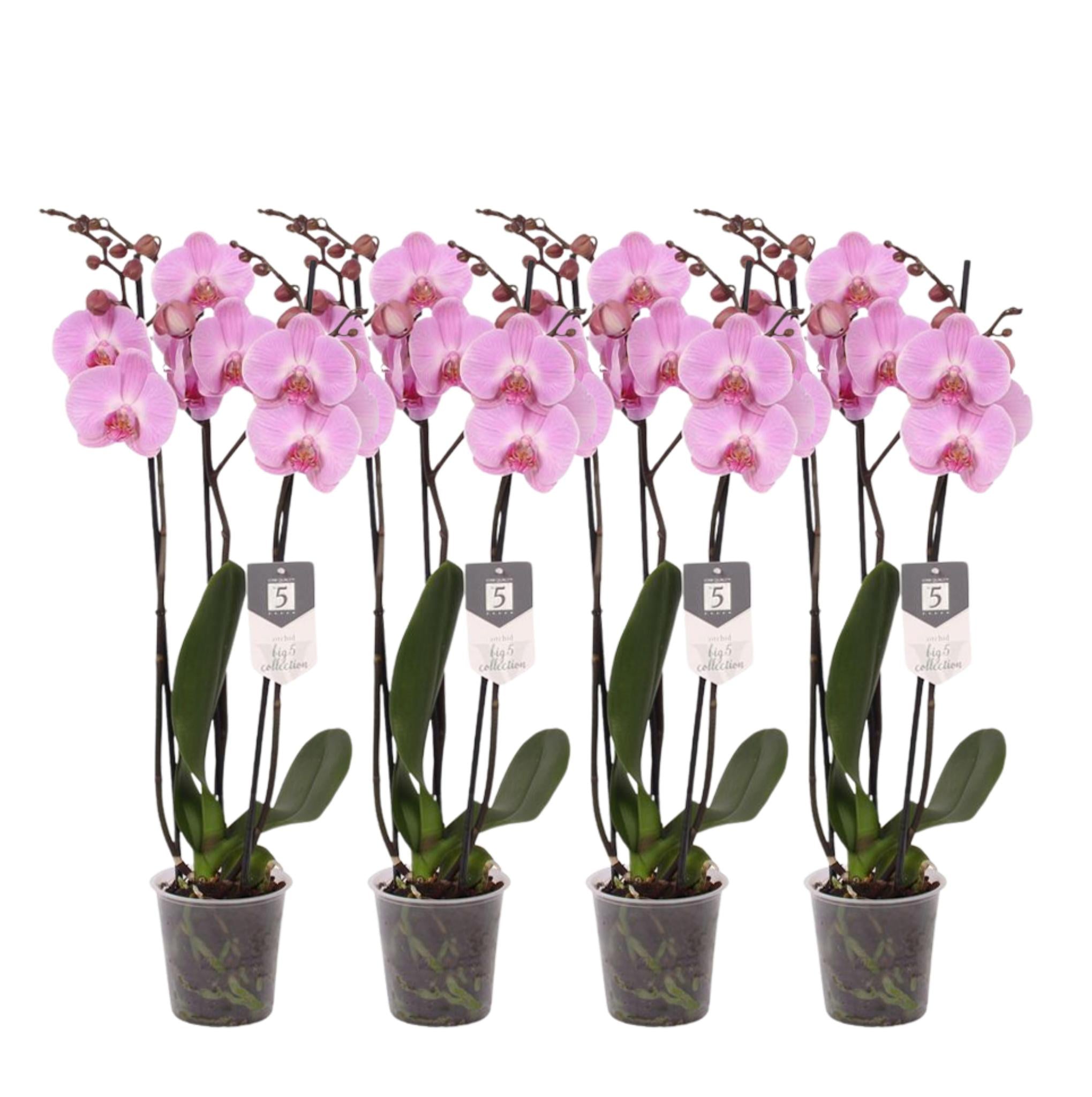 Orchidee Set von 4 - Phalaenopsis Elion Orchidee - 60 cm - Ø12cm