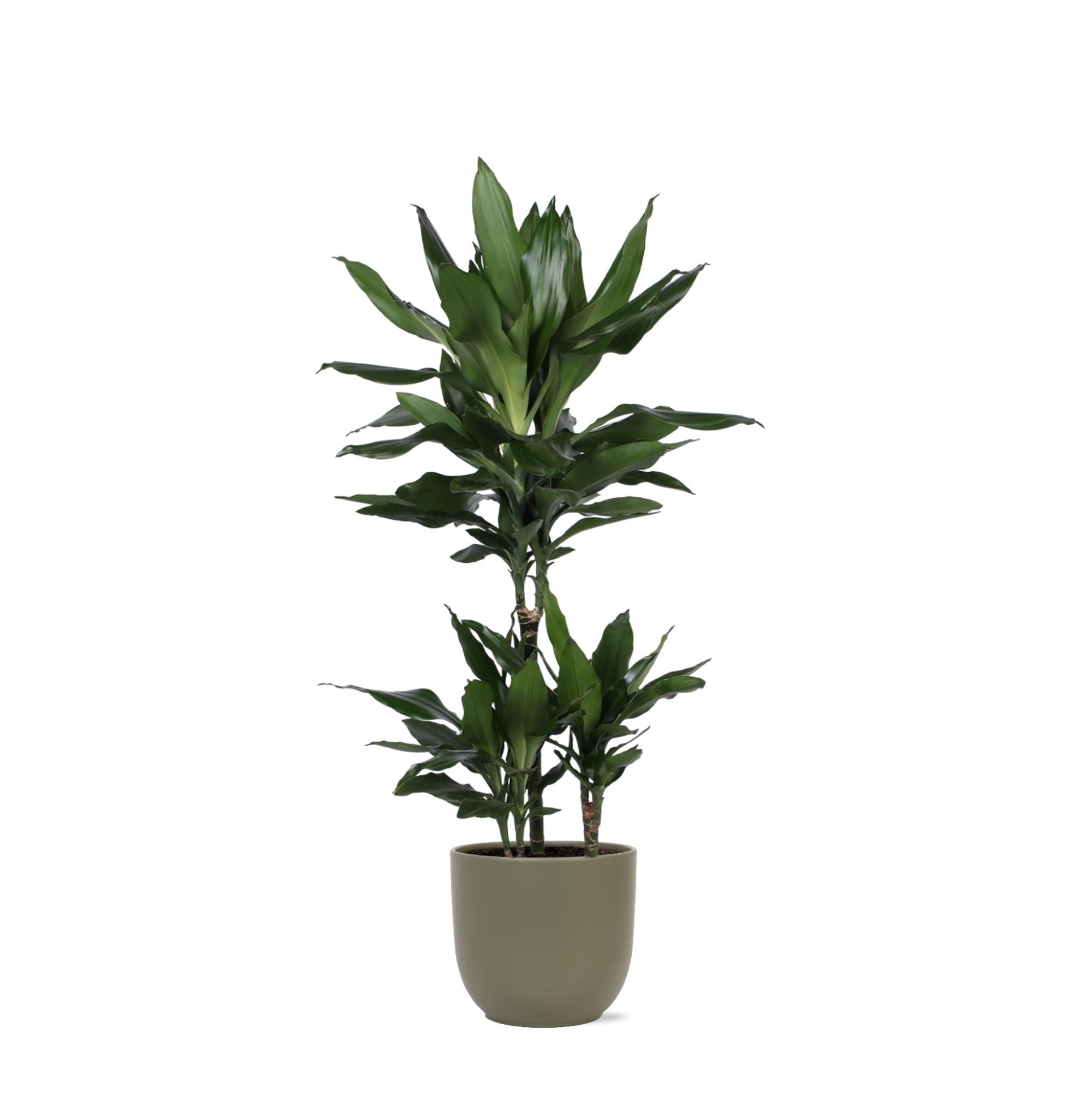 Drachenbaum Janet Lind - Dracaena Janet Lind Ø21cm - ↕90cm in Boule Topf Olive