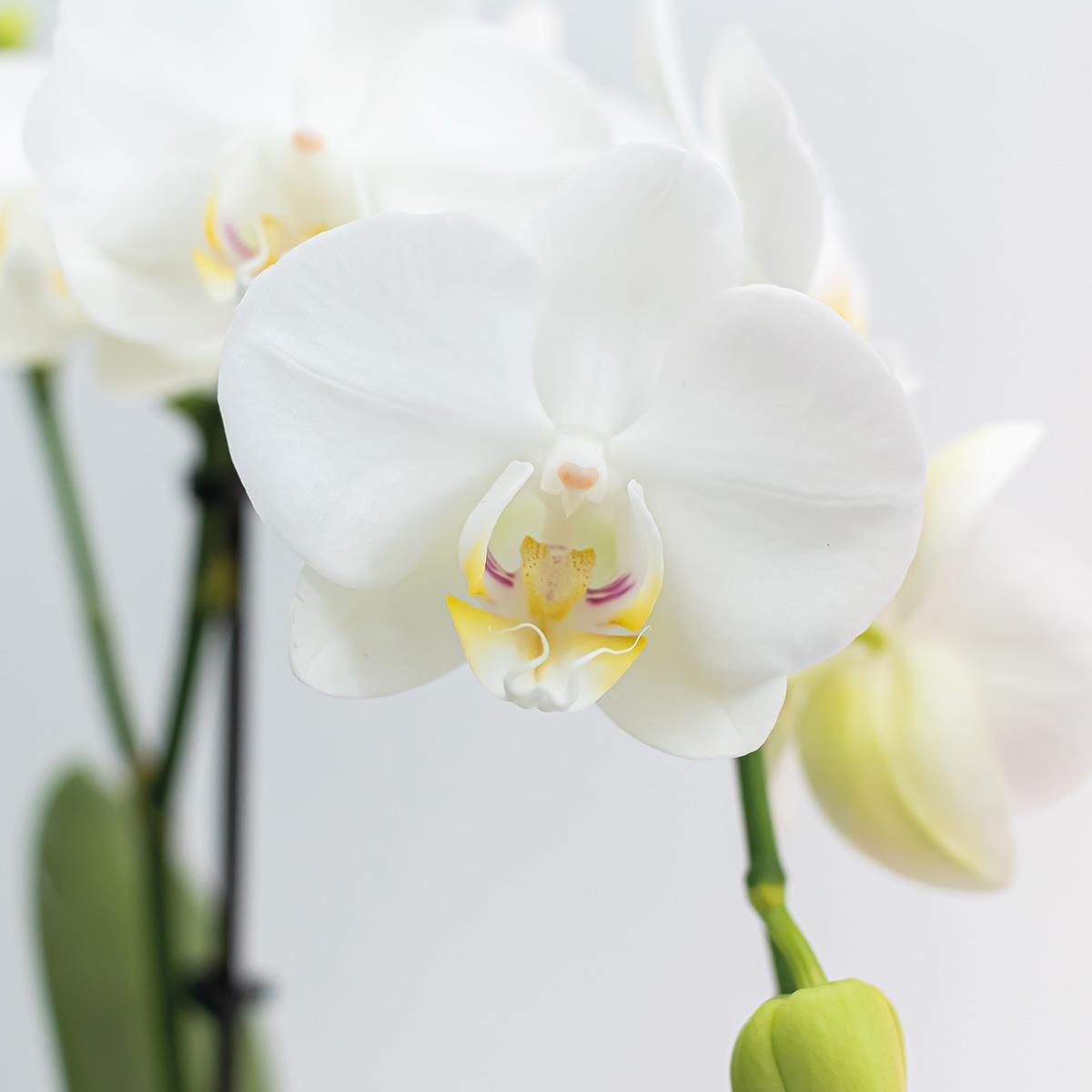 Kolibrie-orchideeën | COMBI DEAL van 2 witte Phalaenopsis orchideeën - Amabilis - potmaat Ø9cm | bloeiende kamerplant - vers van de veredelaar