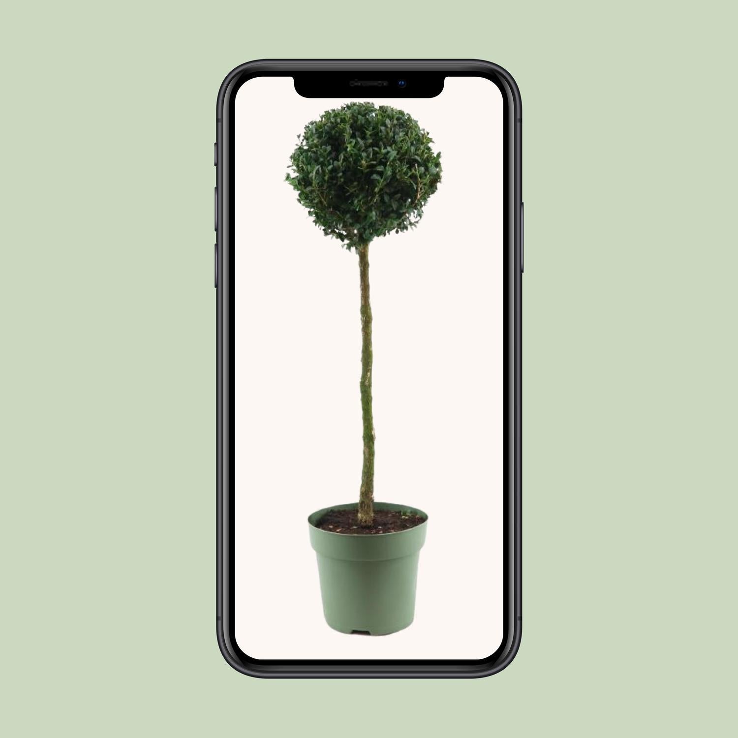 Buxus Sem. Monobol - Ø23cm - ↕85cm