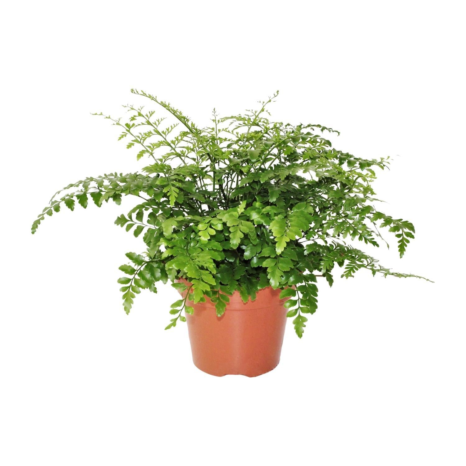 Vogelnestfarn - Asplenium Parvati - Ø17cm - ↕30cm