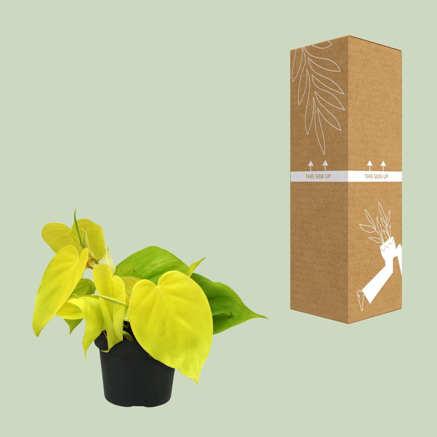 Philodendron Limoen - Ø12cm - ↕20cm