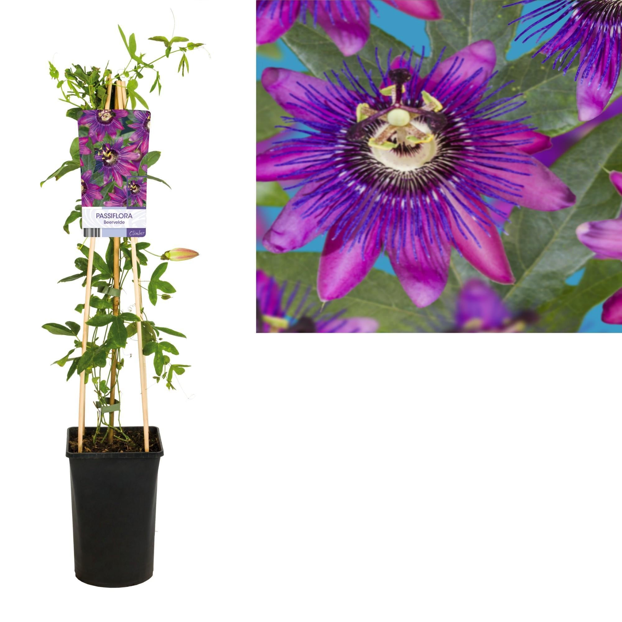 Passiflora Beervelde +licht Etiket - Ø17cm - ↕75cm