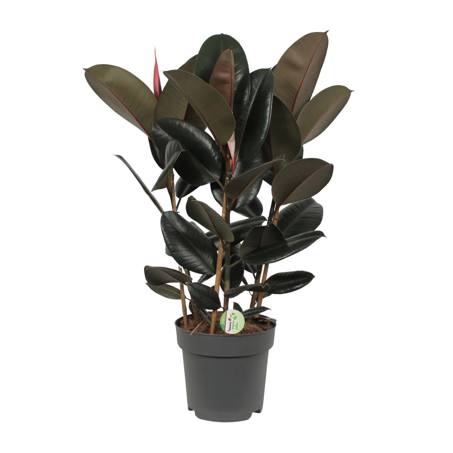 Gummibaum Ficus elastica Abidjan - Ø27cm - ↕90cm