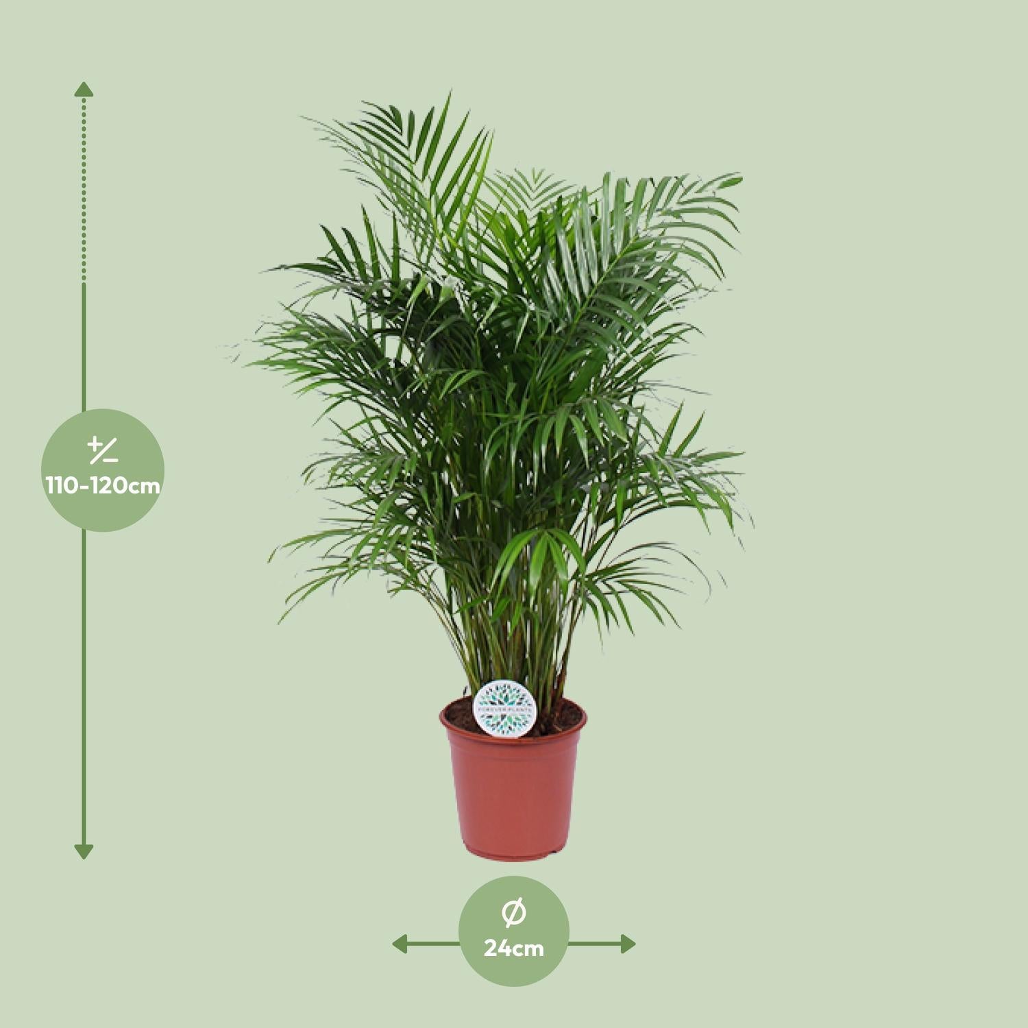 Arecpalme - Dypsis Lutescens - Ø24cm - ↕120cm