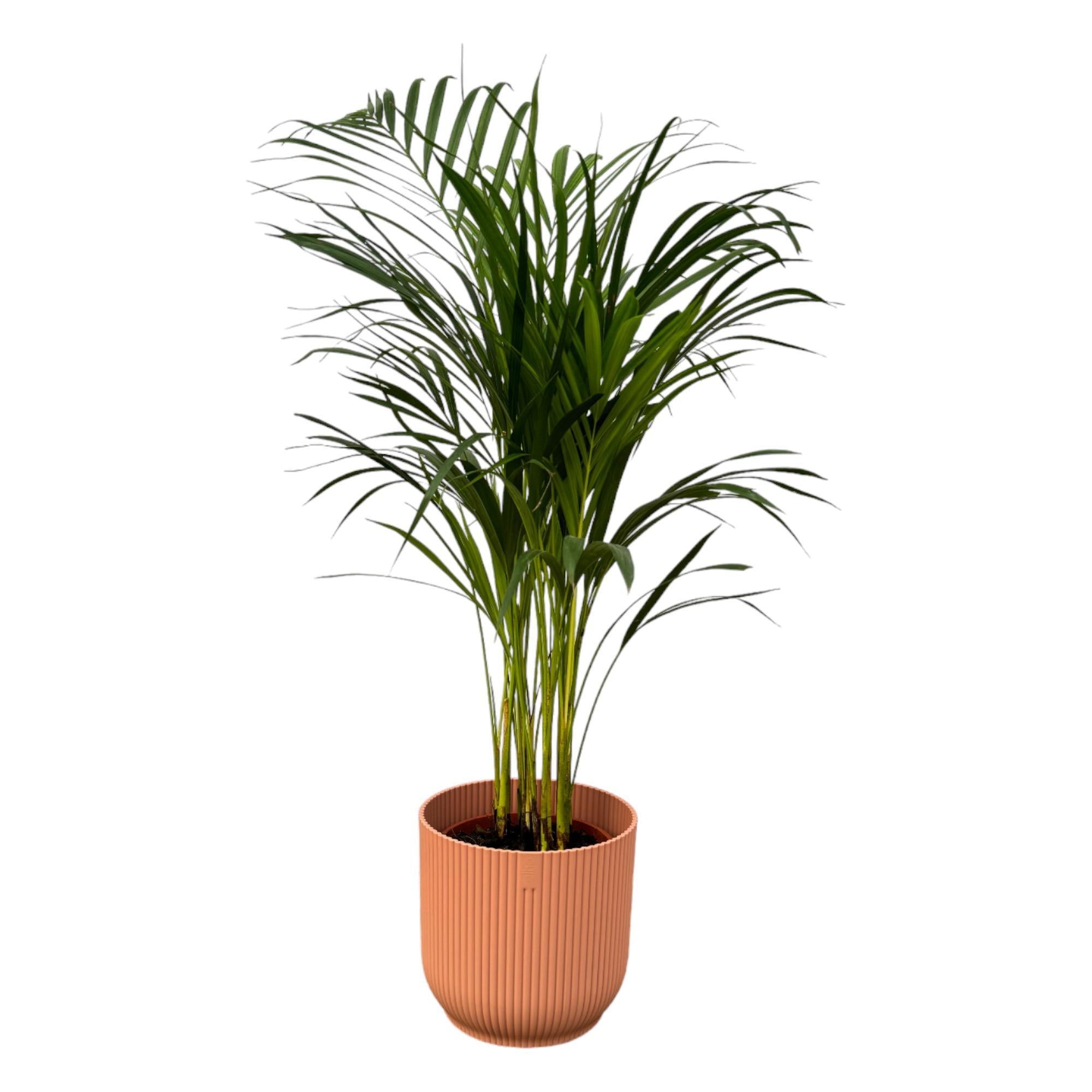 Arecapalme Dypsis lutescens – ↨85 cm – Ø19 cm inklusive elho Vibes Fold Round Topf rosa D22xH20