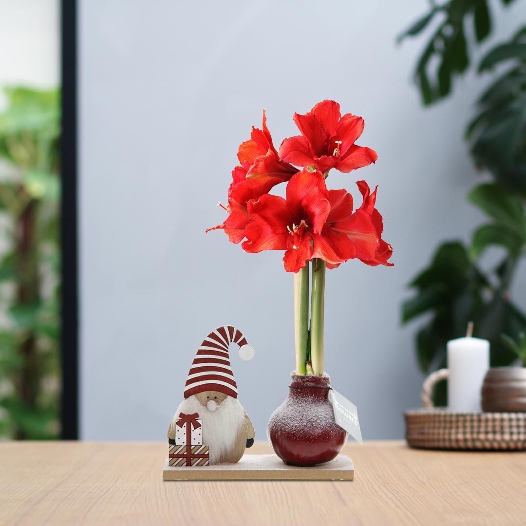 No Water Flowers® (wax amaryllis) | Winter Wonderland - Gnome bordeaux + Red flower