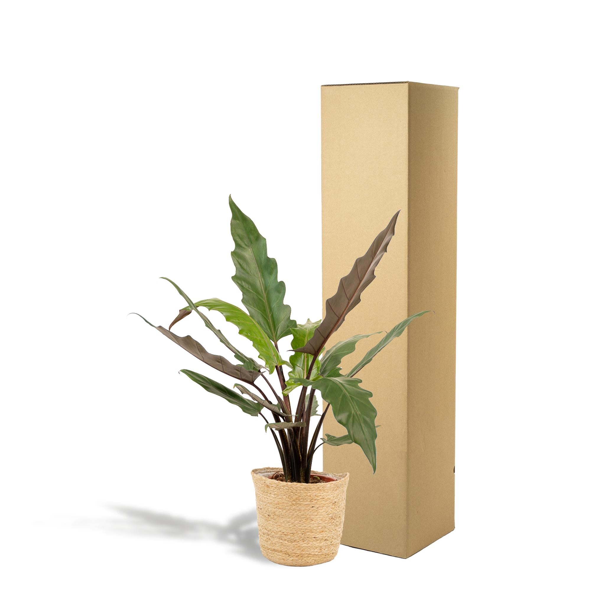 Elefantenohr - Alocasia Lauterbachiana - Ø19cm - ↕80cm + Korb Selin