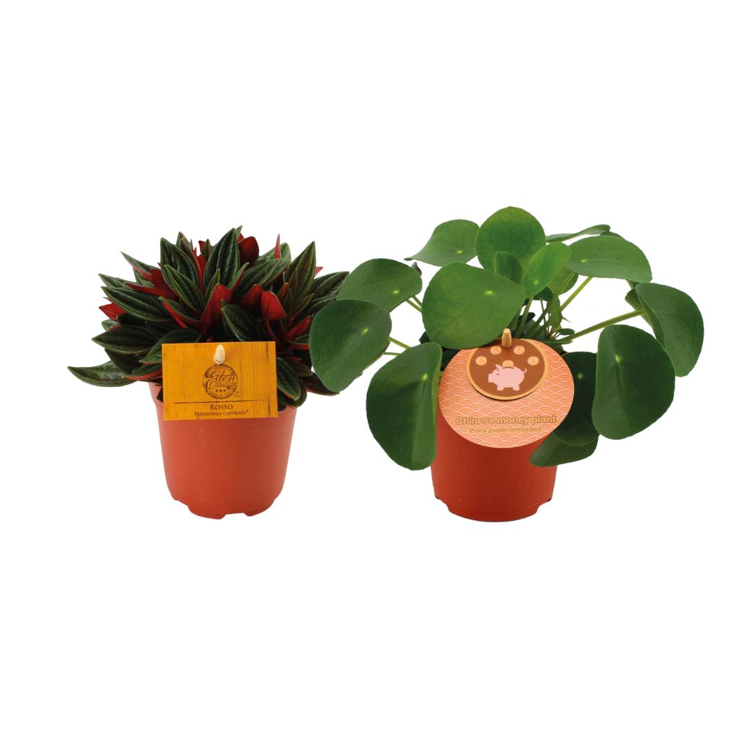 Peperomia Duo Rosso/Pilea Peperomioides - 2 Stücke - Ø10.5cm - ↕15cm