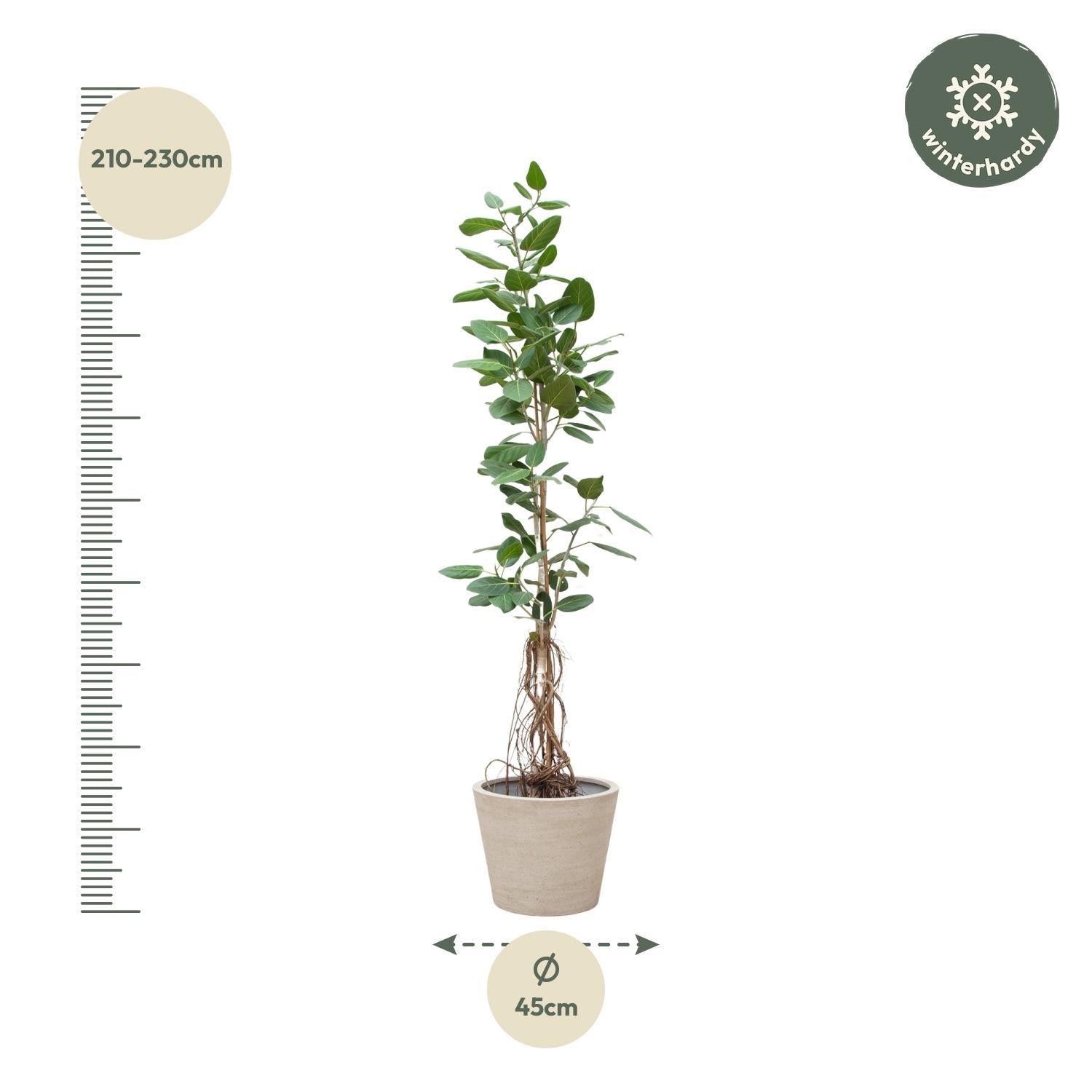 Indischer Banyanbaum Ficus Benghalensis Audrey am Stiel mit hängenden Wurzelns - 220cm - ø45