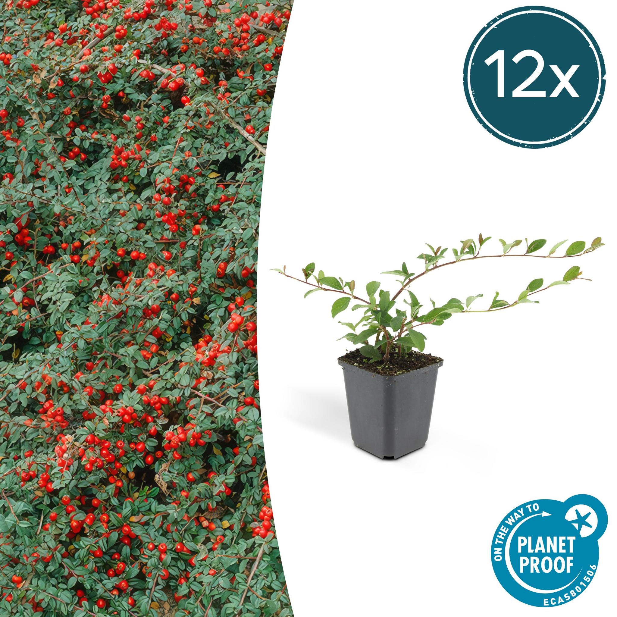 Zwergmispel, Teppichmistel auch Kriechmispel - Cotoneaster dammeri - ↕10-25cm - Ø9cm - 12 Stück