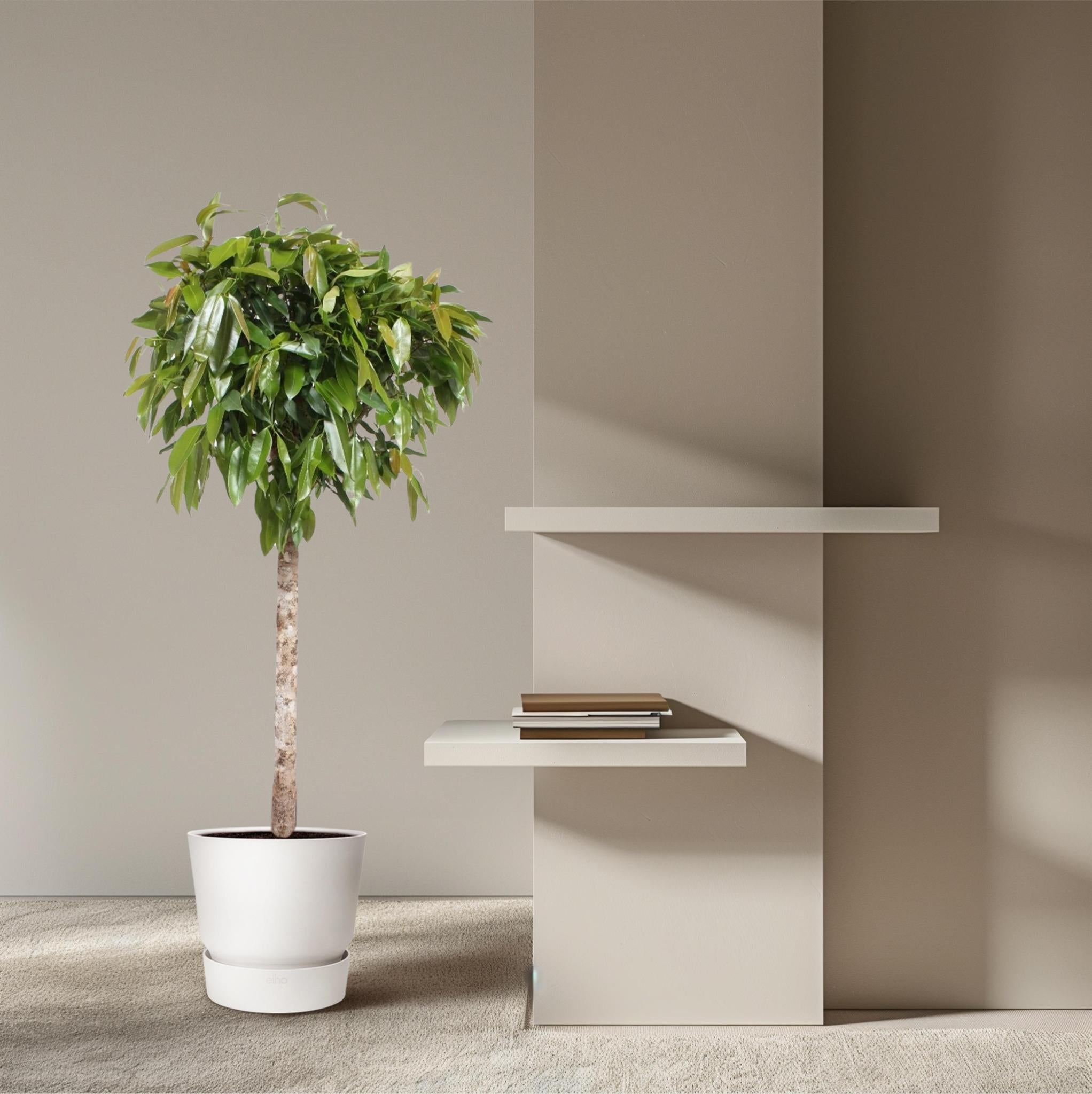 Gummibaum -  Ficus Amstel King - 180 cm - ø40