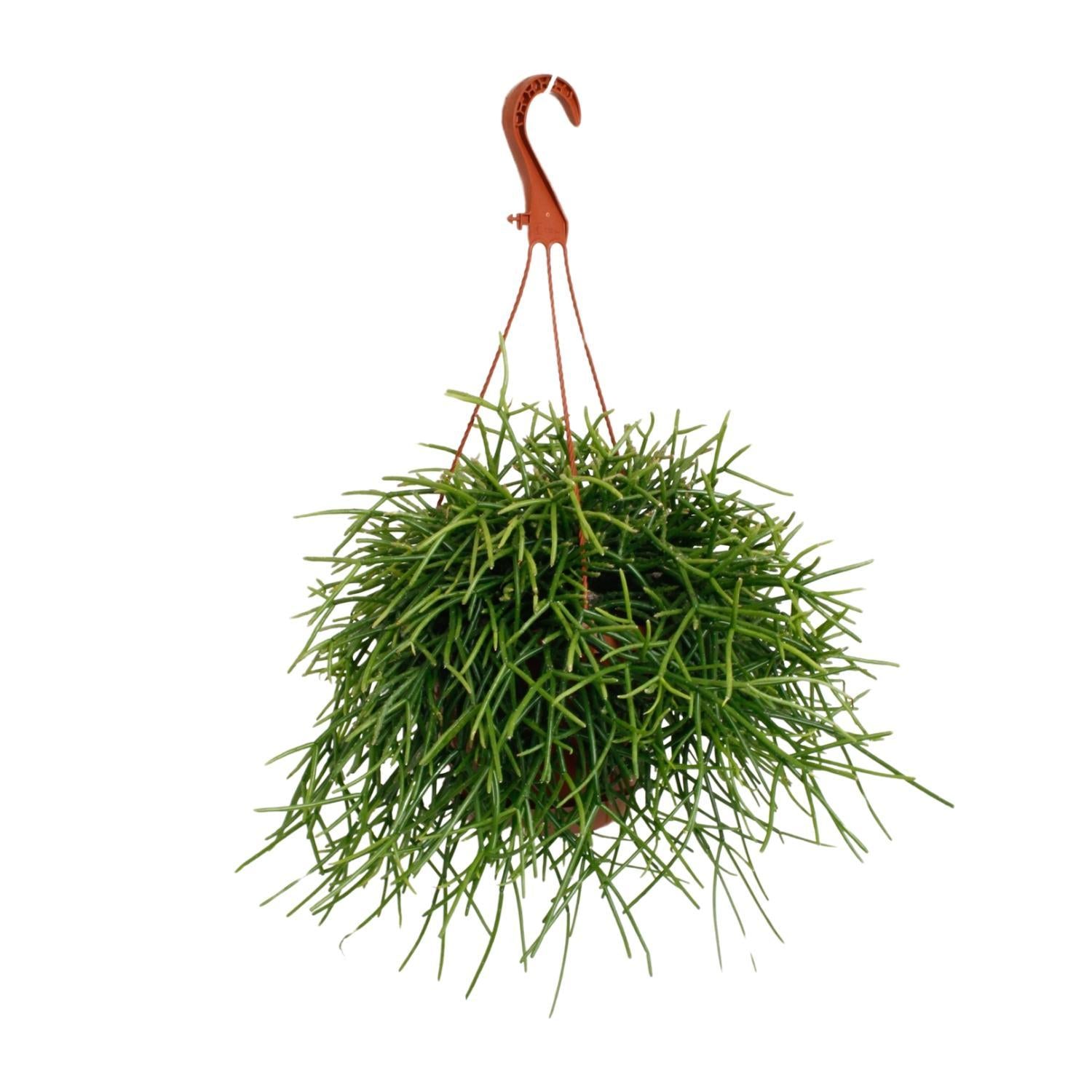 Korallenkaktus - Rhipsalis Pulchra Kaktus - Ø17cm - ↕45cm