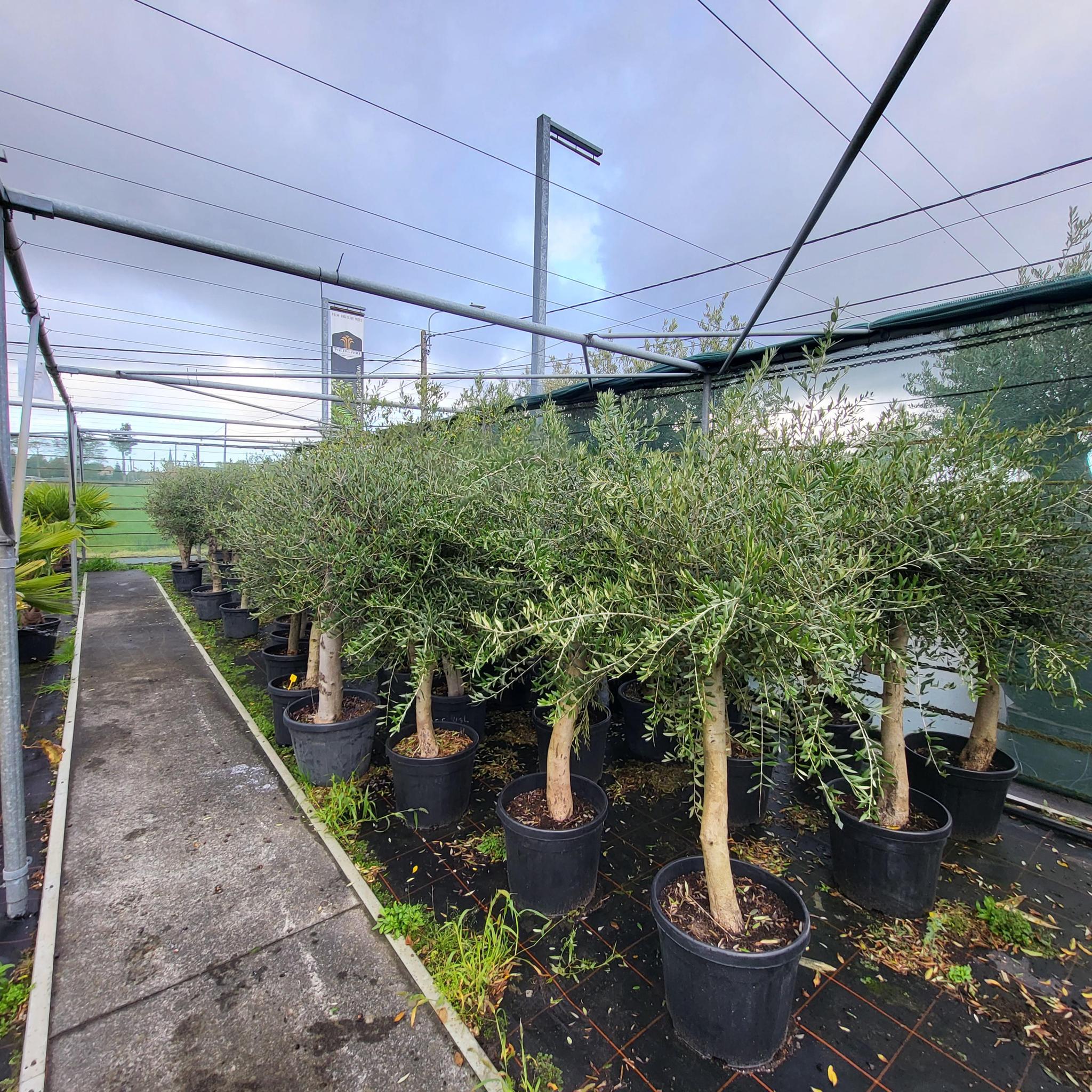 Olea Olive europaea am Stiel 35 Liter, Olive am Stiel