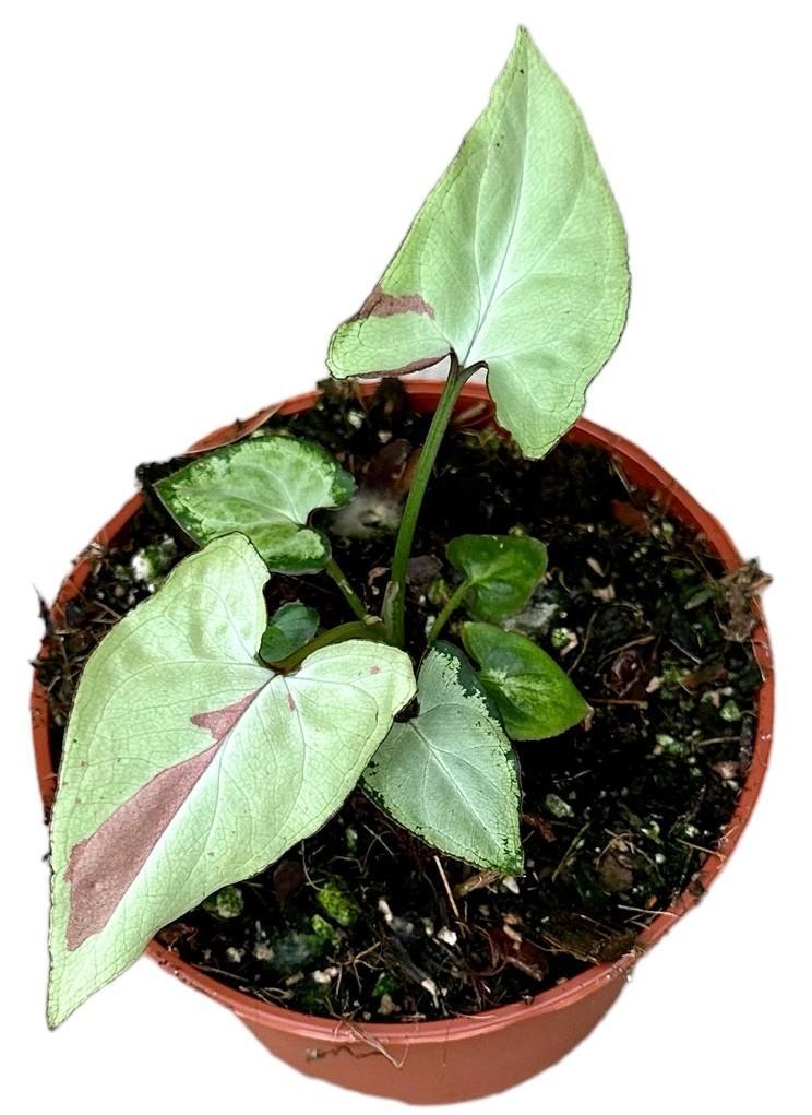 Purpurtute - Syngonium Strawberry Milk - Ø10,5cm - ↕15cm