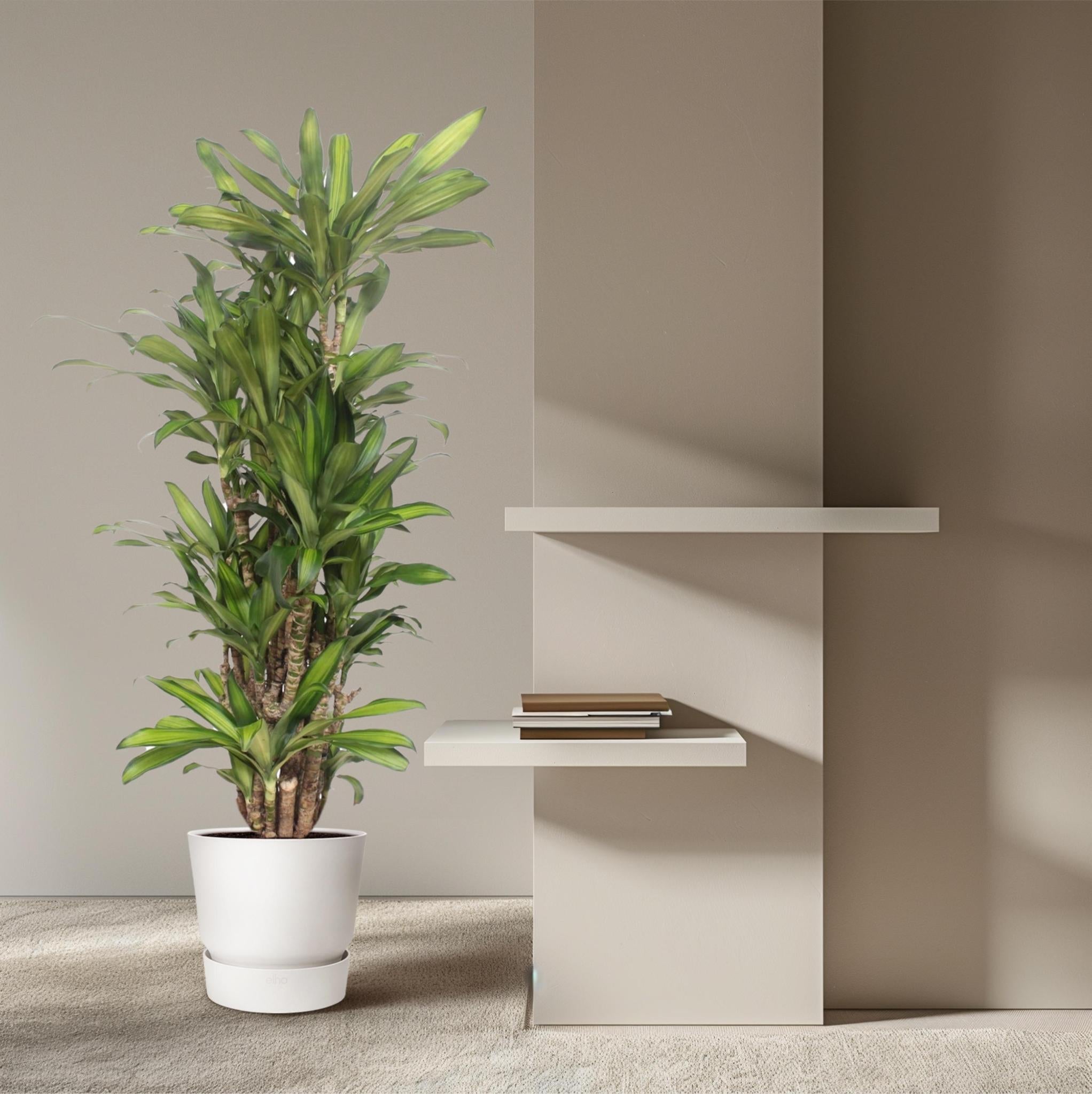 Drachenbaum Eve - Dracaena Eve - 160 cm  - ø30