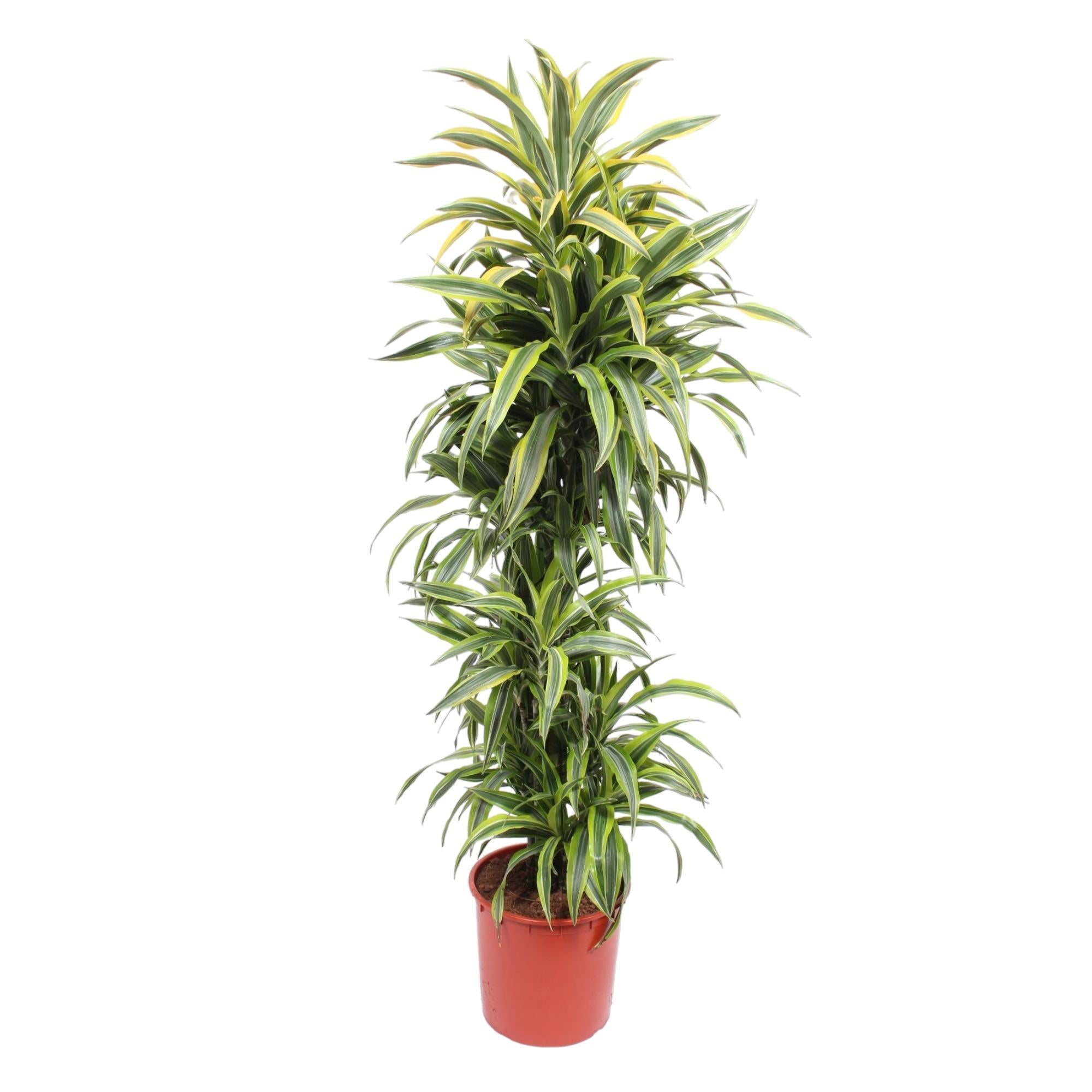 Drachenbaum Lemon Line - Dracaena Lemon Lime - 170 cm - ø34