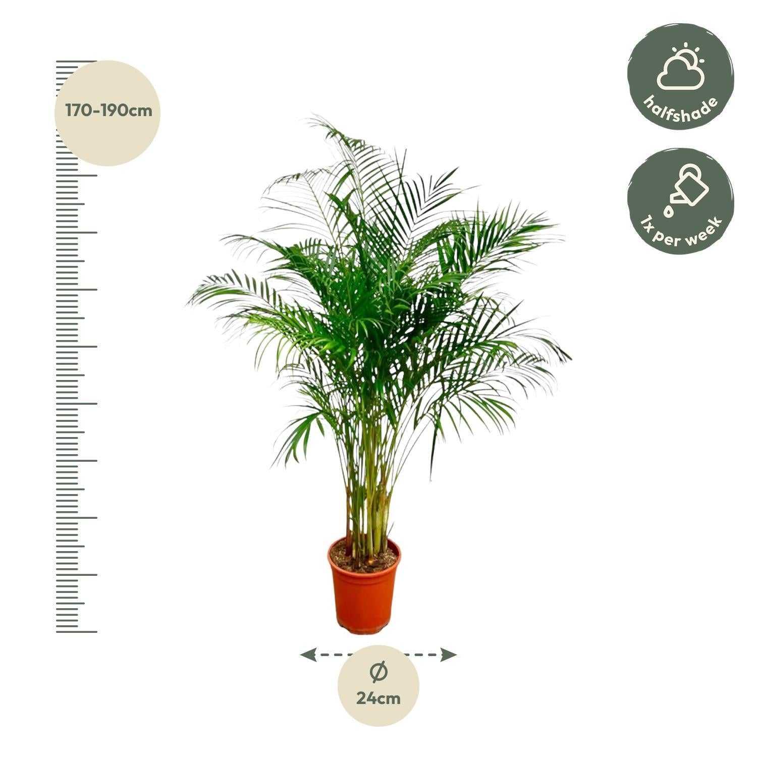 Arecapalme  Dypsis  Lutescens  - 180 cm - ø24