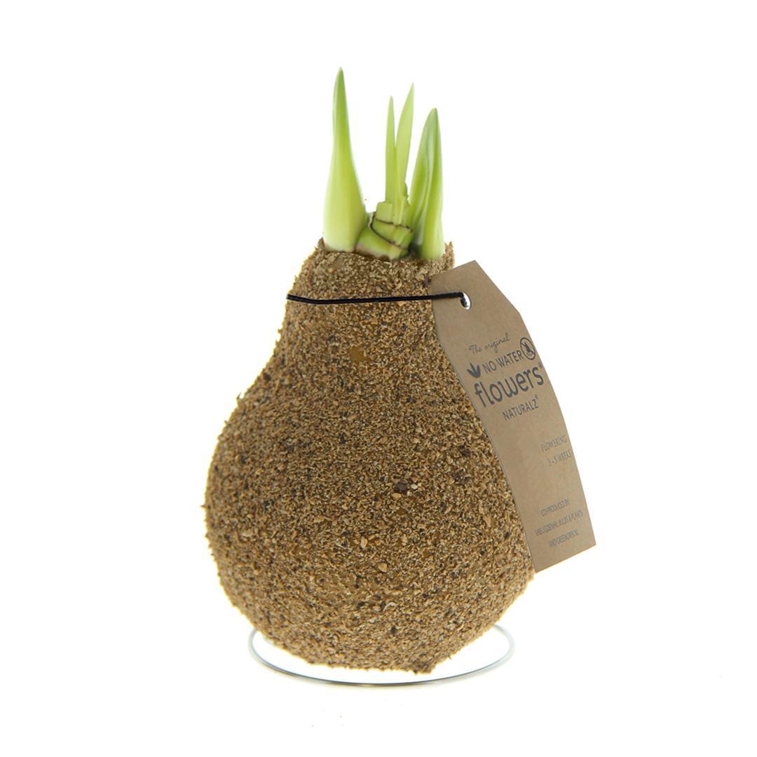 No Water Flowers® (wax amaryllis) | Naturalz Corkz - Beige + Red flower