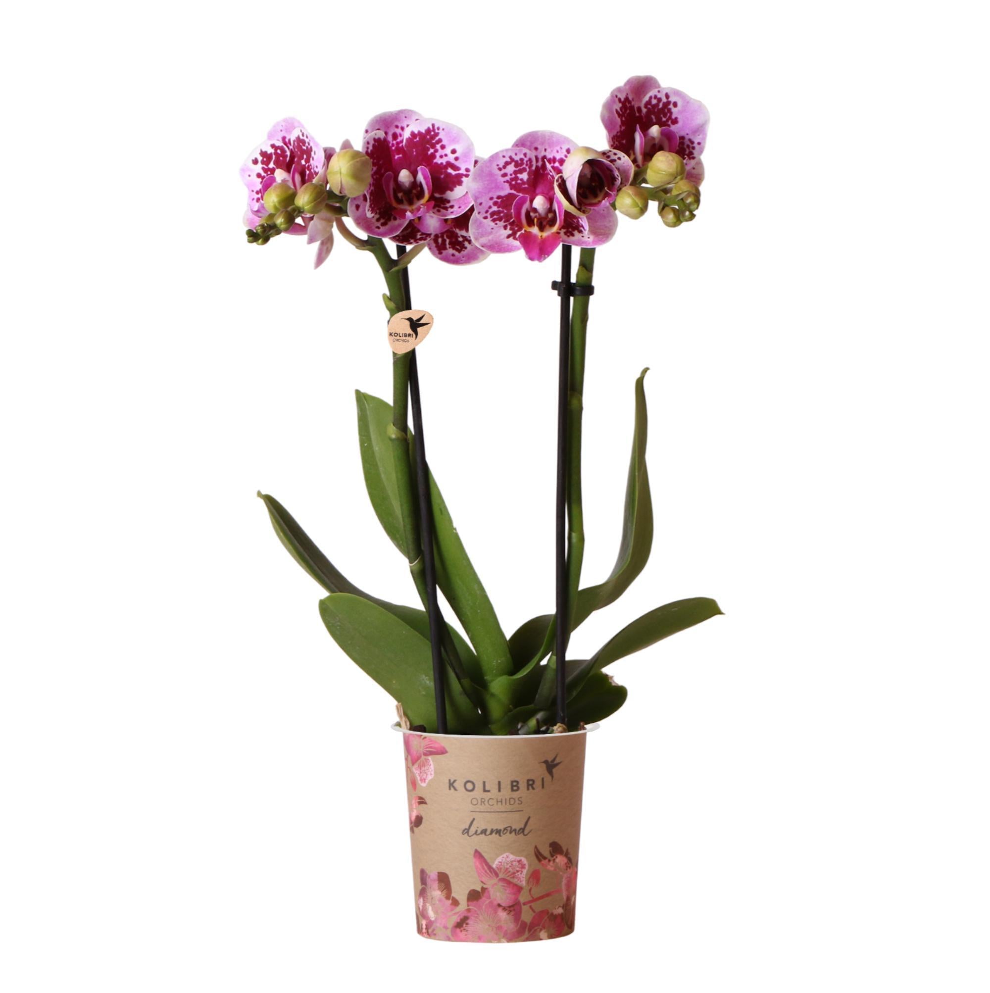 Kolibrie-orchideeën | Roze paarse Phalaenopsis orchidee - El Salvador - potmaat Ø9cm | bloeiende kamerplant - vers van de veredelaar