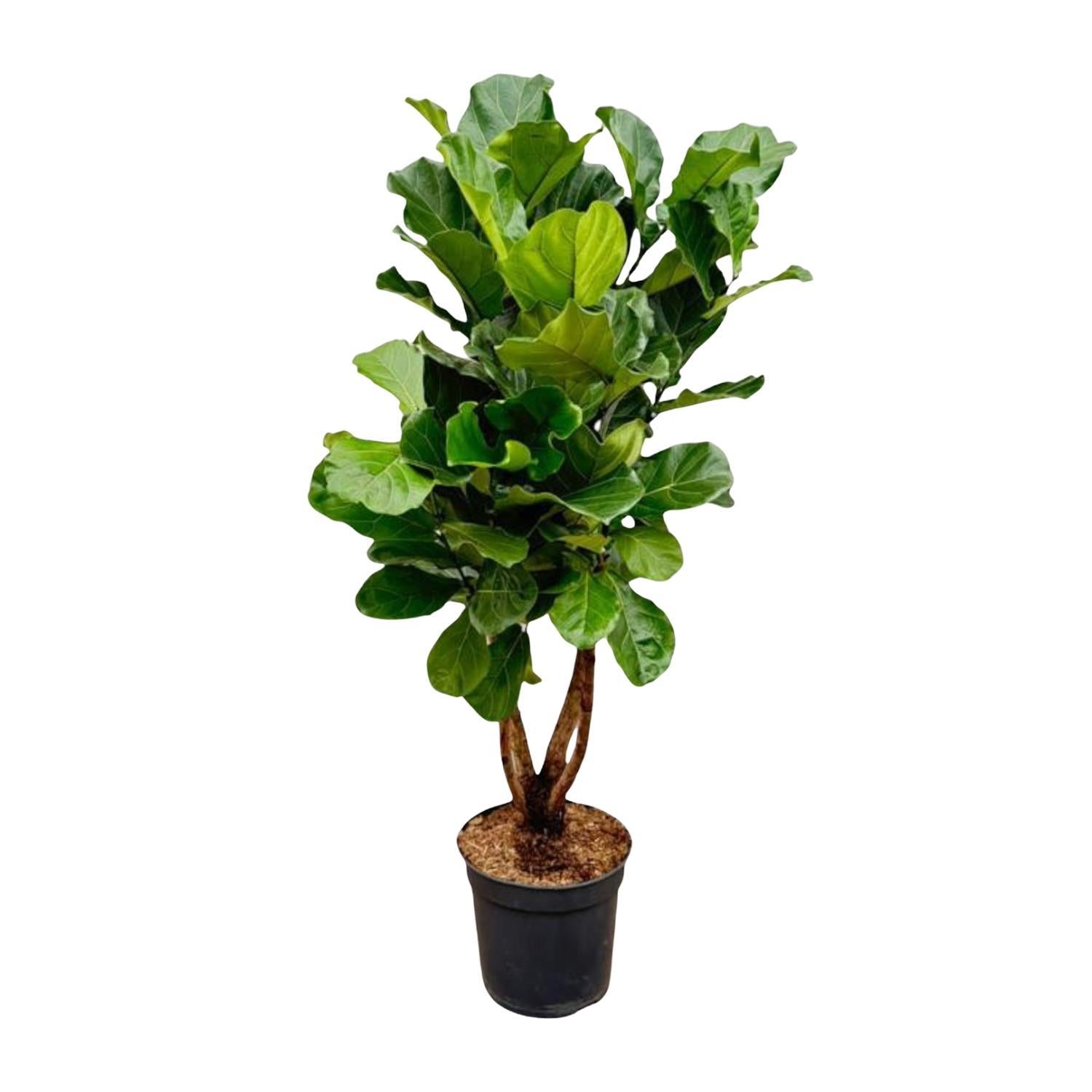 Geigenfeige - Ficus Lyrata XL - 200cm - ø32