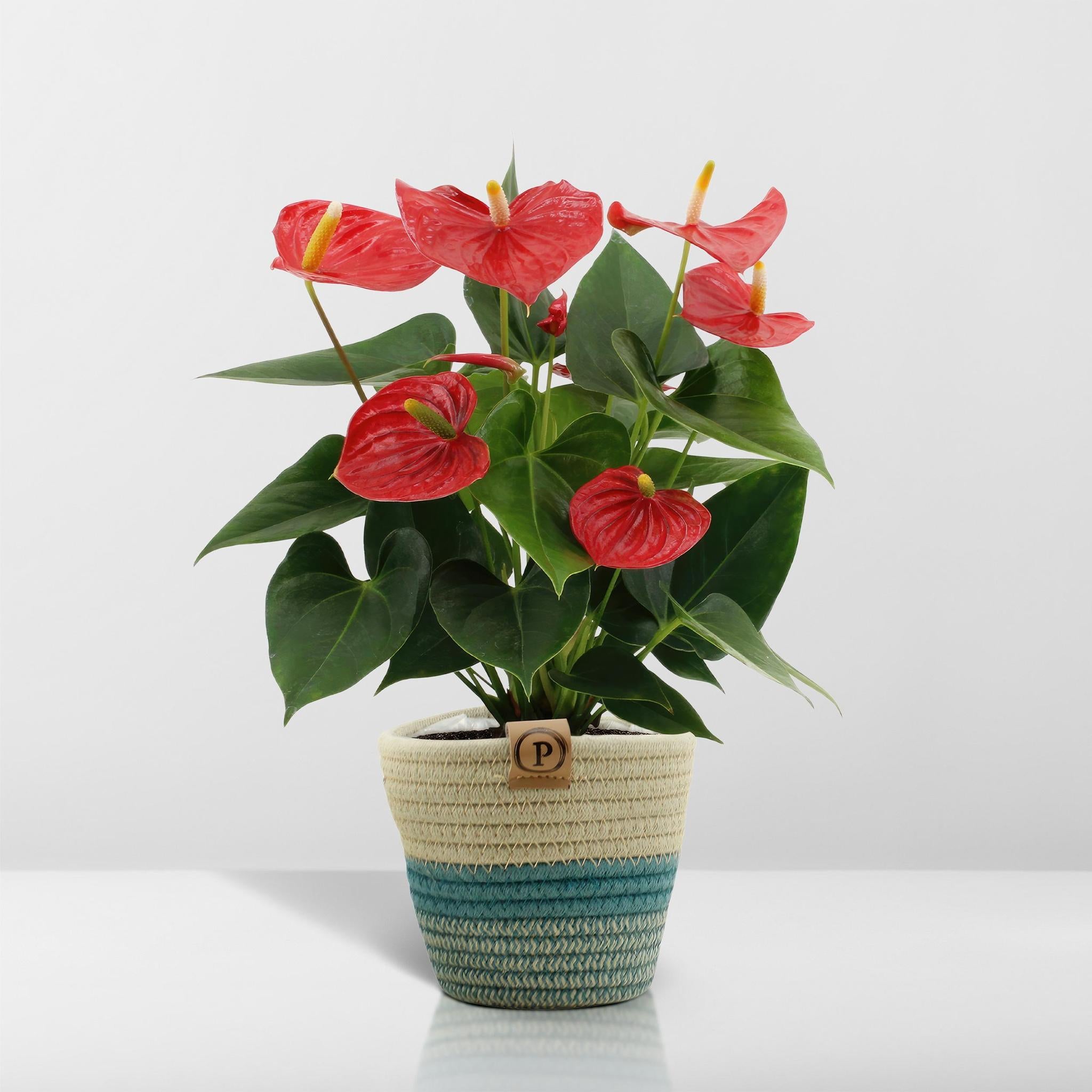 Anthurium andreanum Esudo incl. PURE Korb - 45cm - Ø12