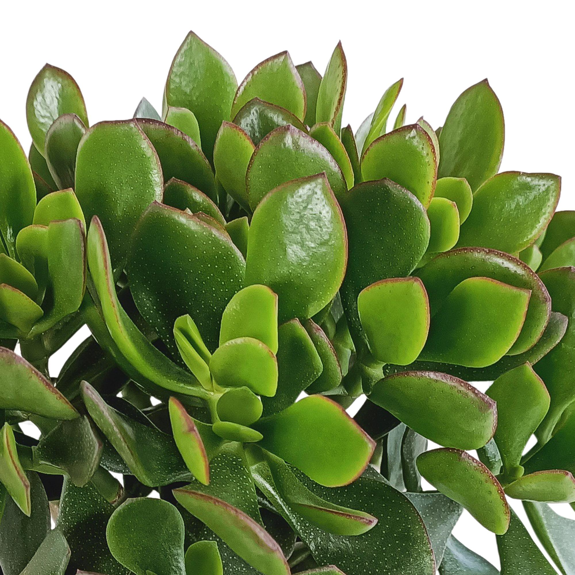 Crassula minova 17 cm