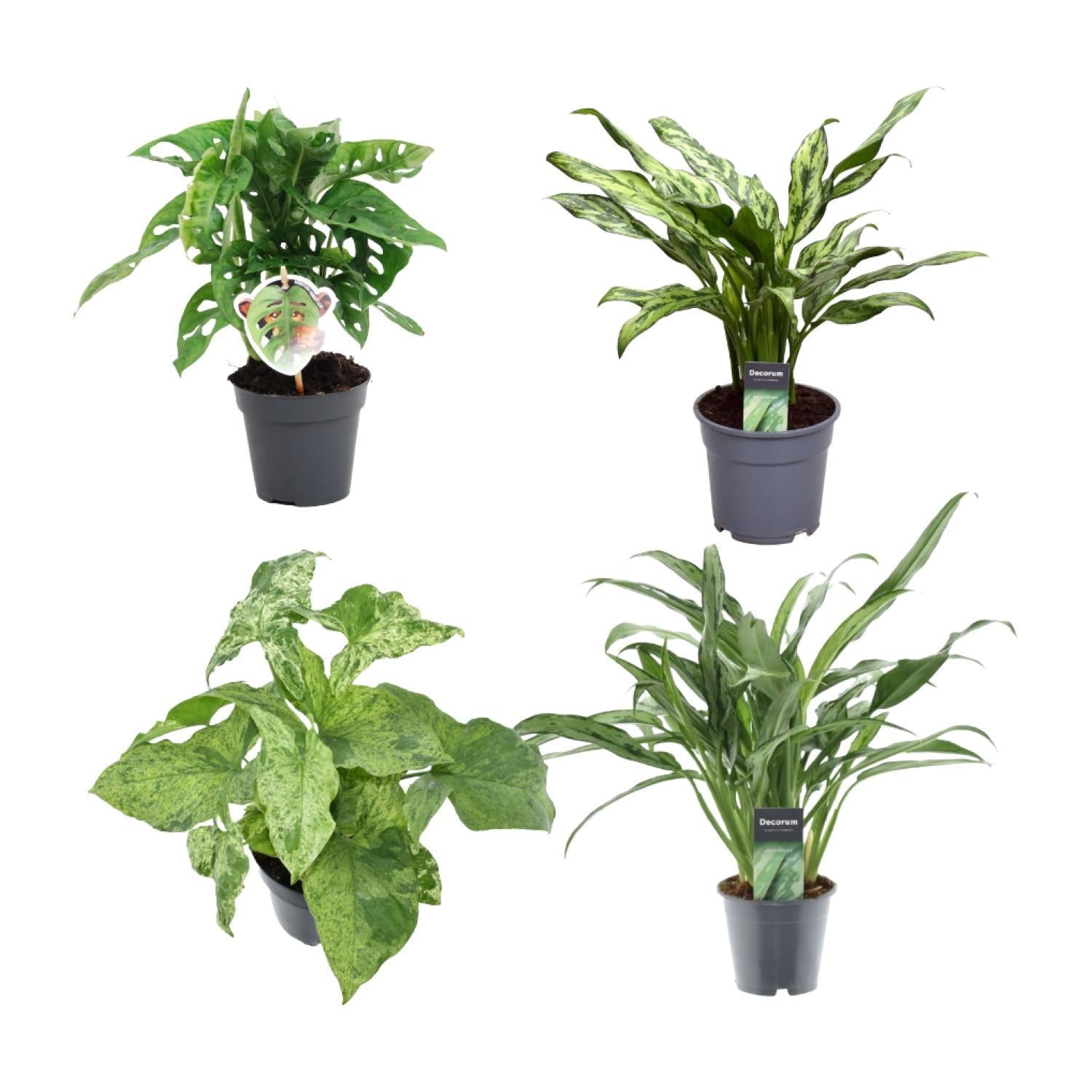 Grote mix van 4 planten - Monstera obliqua 'Monkey Leaf' - 25 cm - ø12 - Aglaonema Juliette - 40 cm - ø12 - Syngonium Mottled - 25 cm - ø12 - Aglaonema Cutlass - 40 cm - ø12